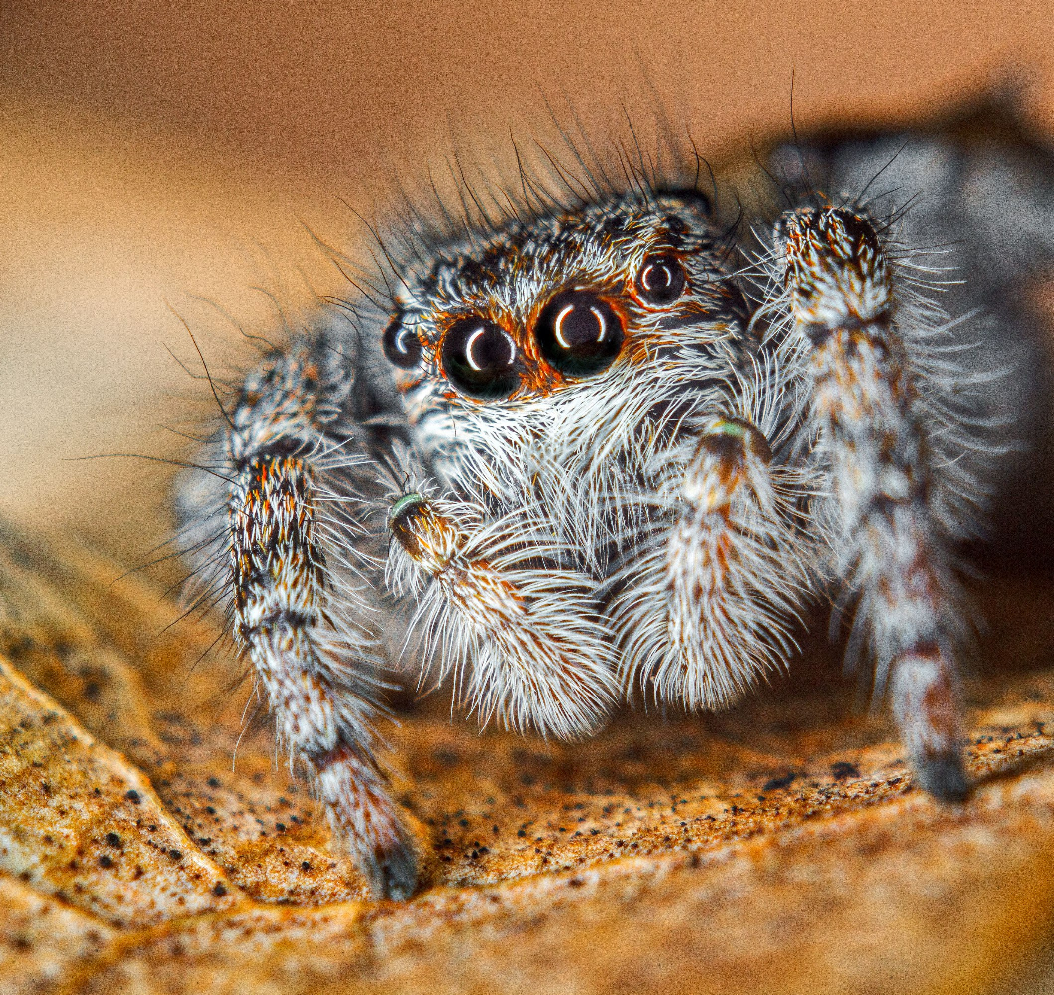 свадебный фотограф Геленджик