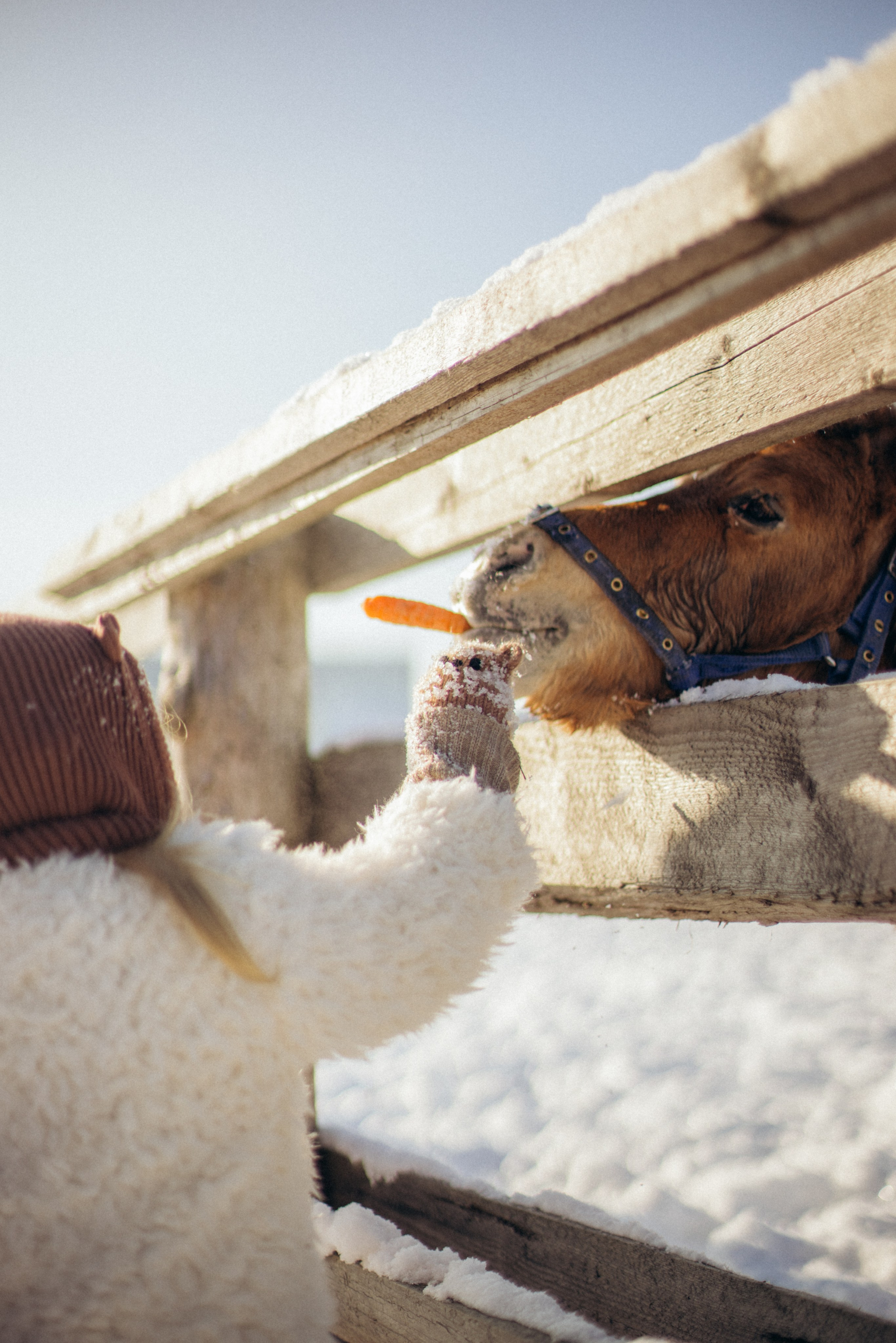 Настя с Сашей и Полей на ферме. Klerout Photographer