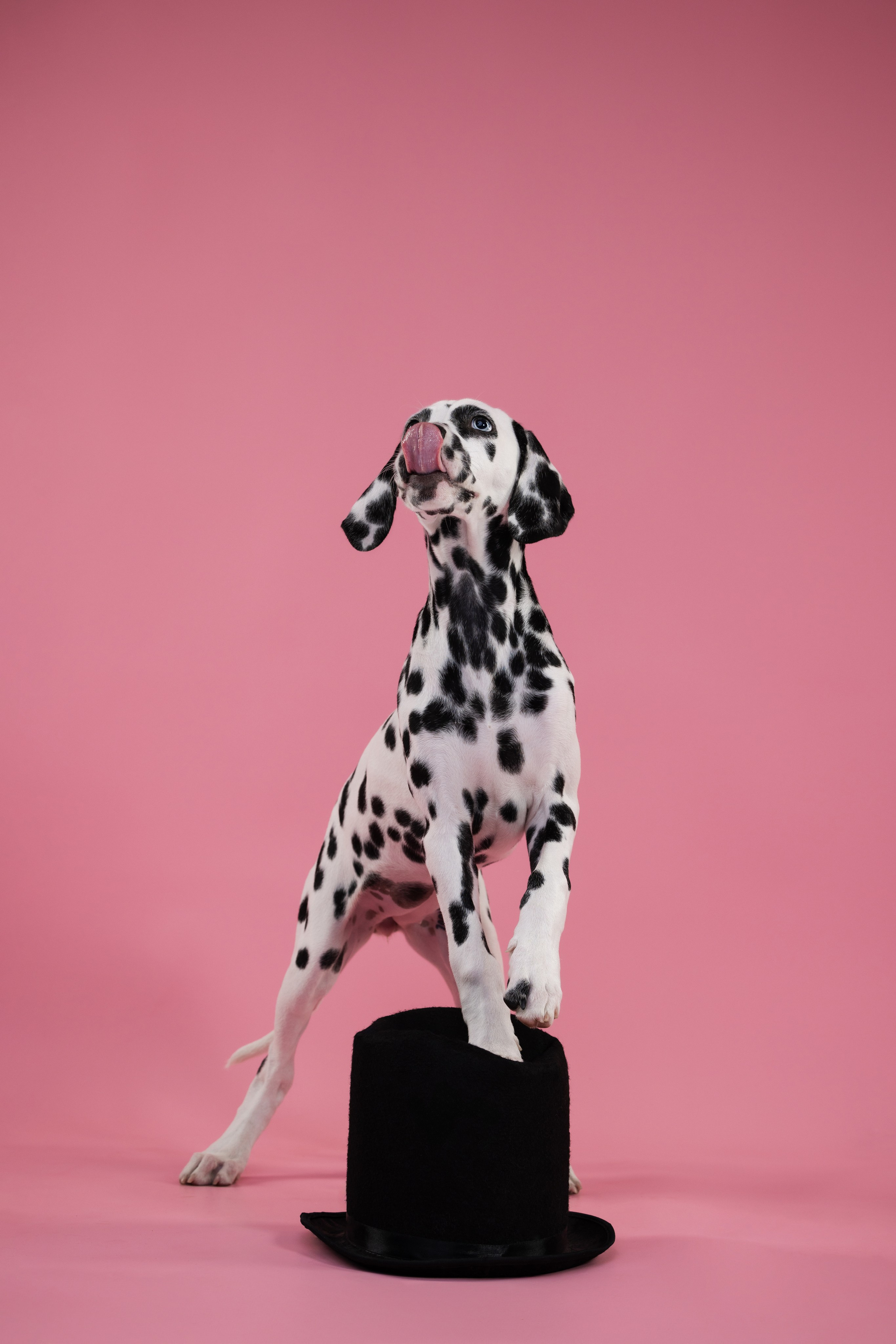 Далматин Одри. Фотограф анималист Осипчикова Мария