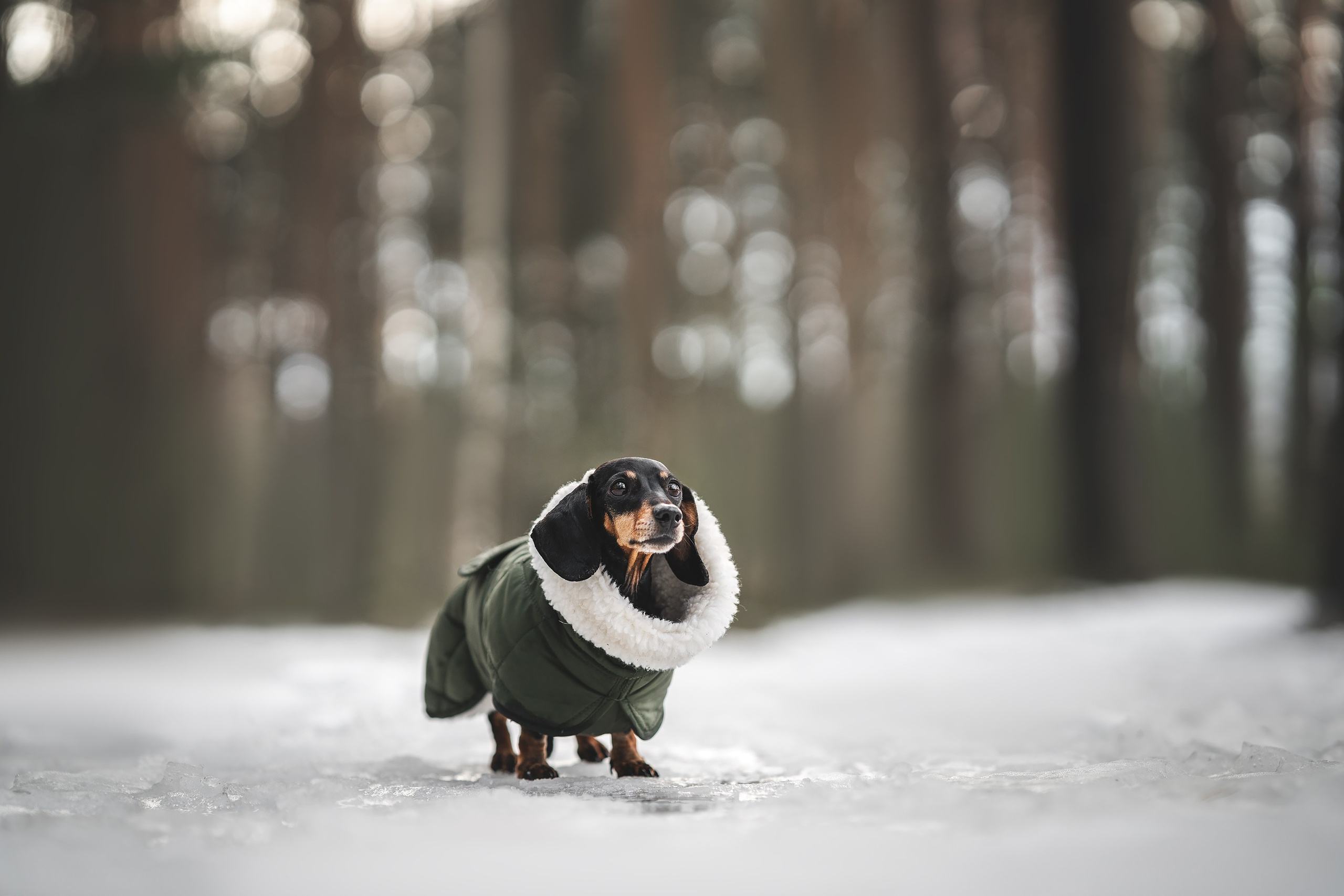 Клякса. Фотограф анималист Осипчикова Мария