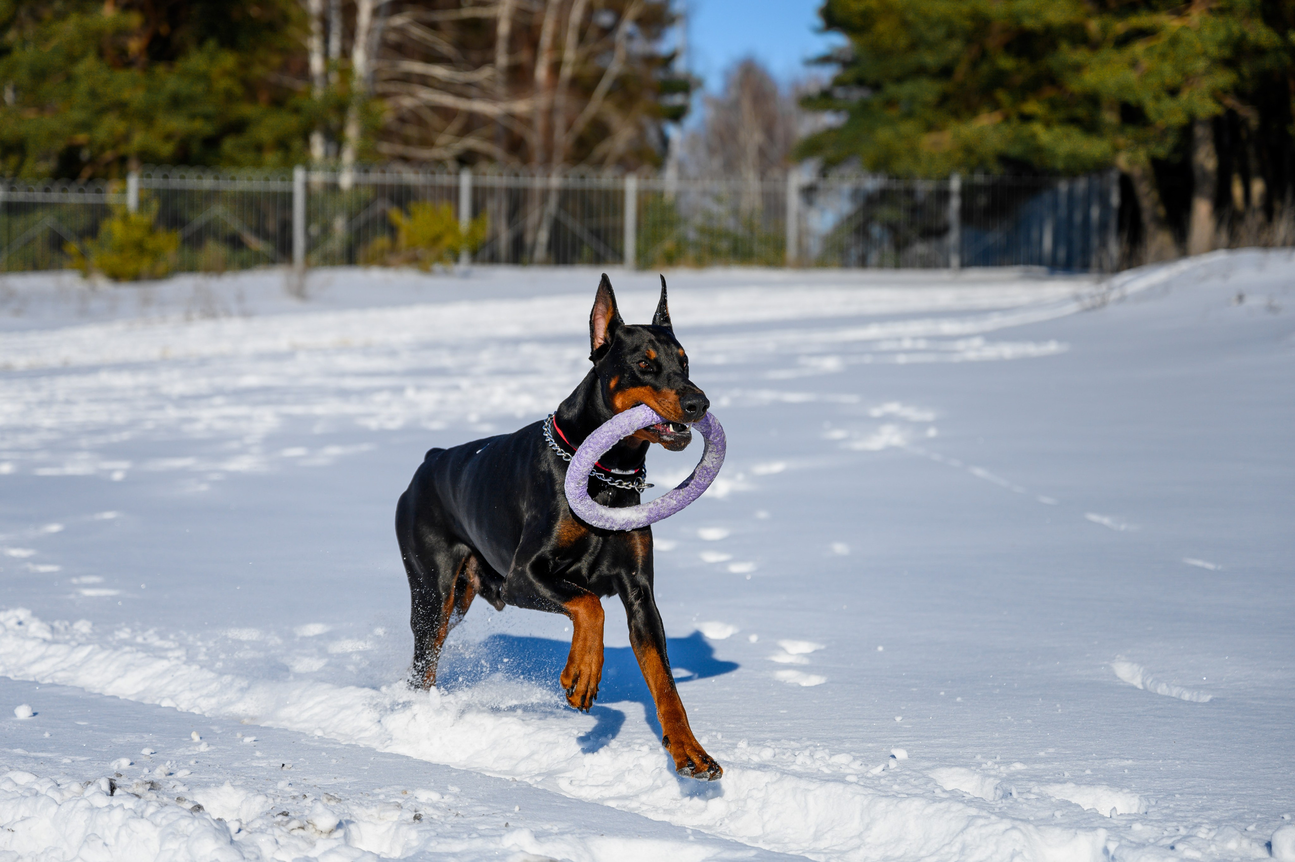 Доберман Рэн. Bazarkom-photo.ru Фотограф Виктор Оськин в Старом Осколе