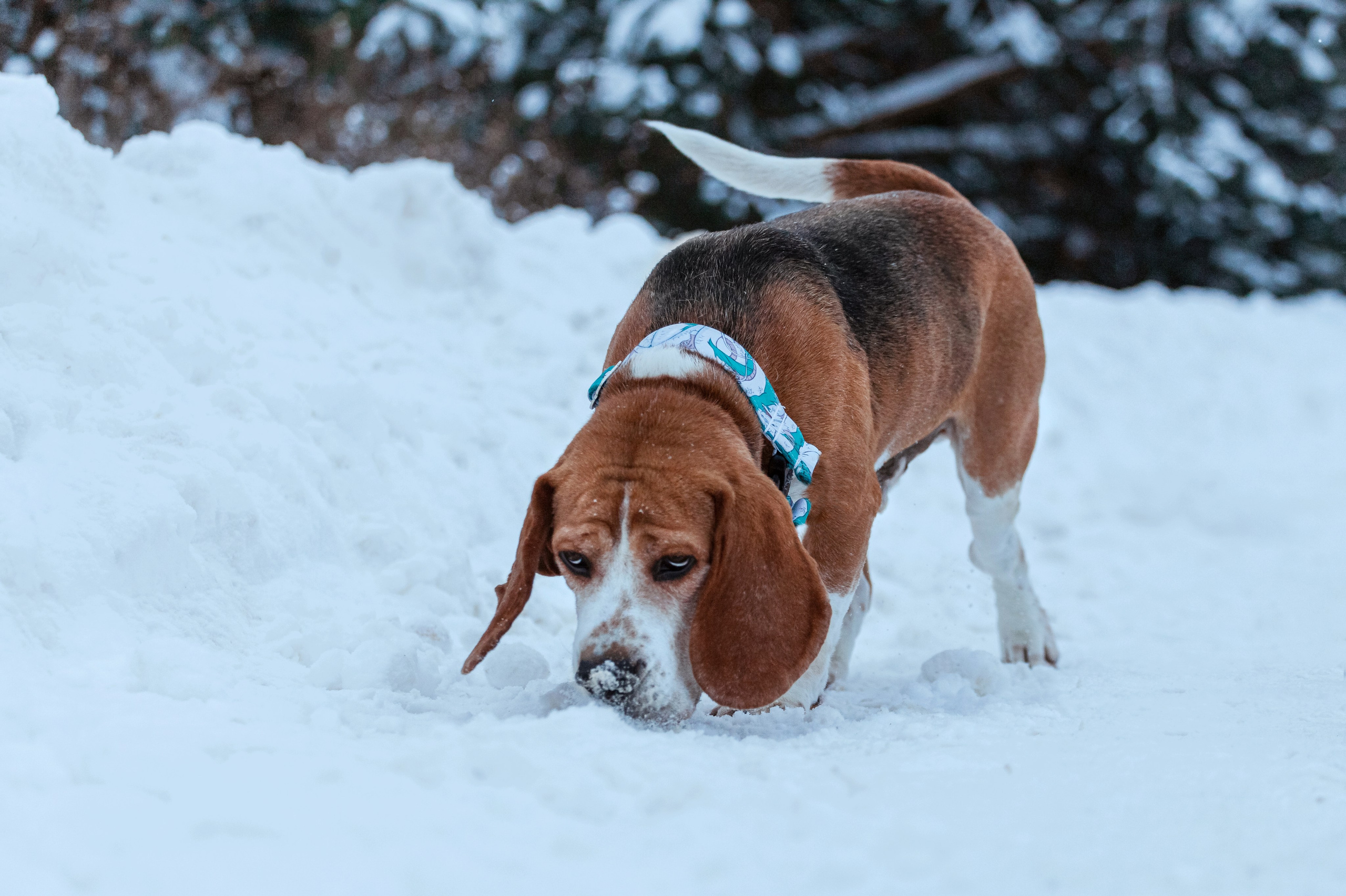 Дом для Биглей 2023. Фотограф-анималист Татьяна Степанова