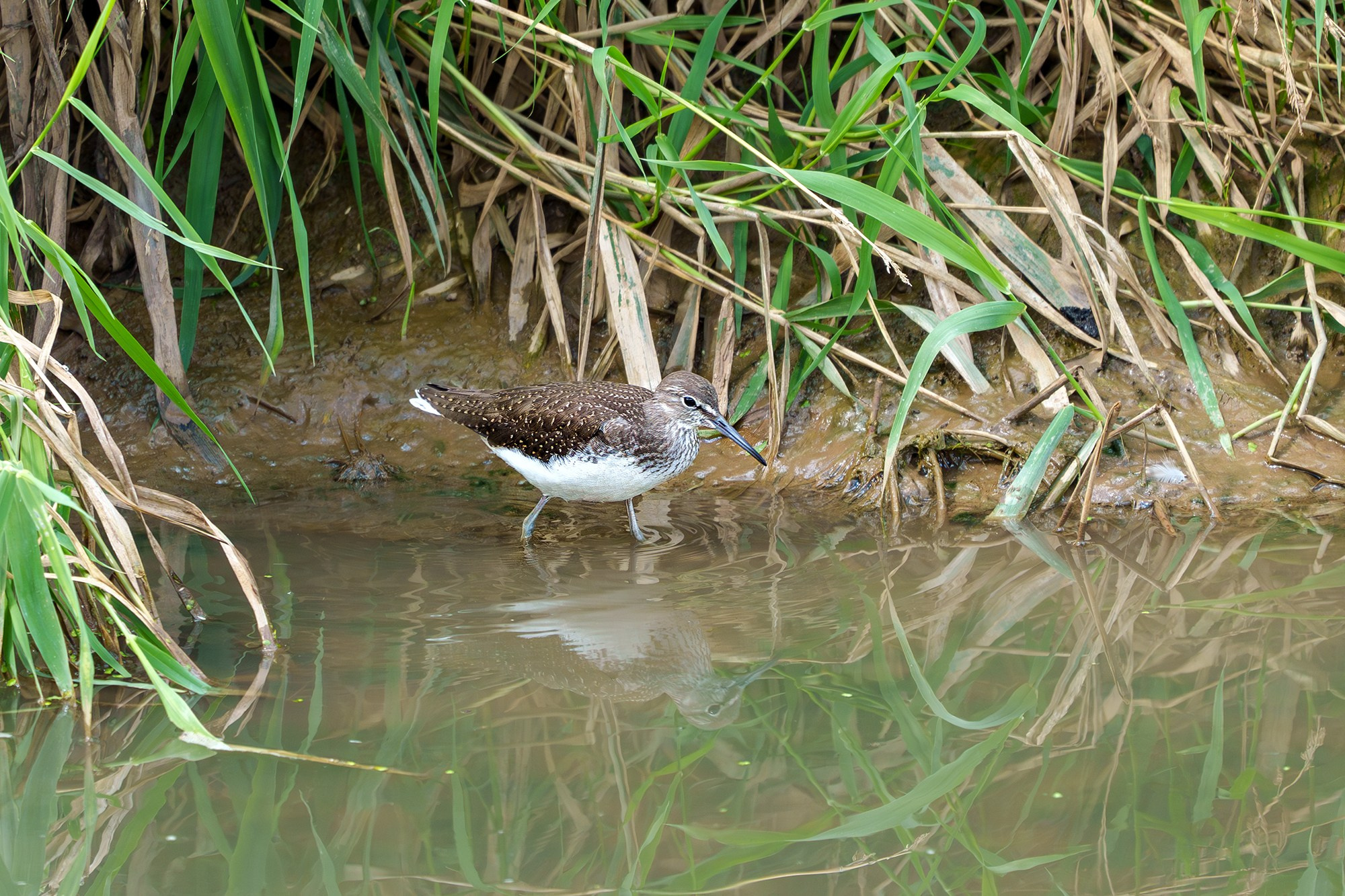 Удивительные мир птиц. Вокруг нас столько прекрасного — присмотритесь!. Ваш личный фотограф Марина Волкова