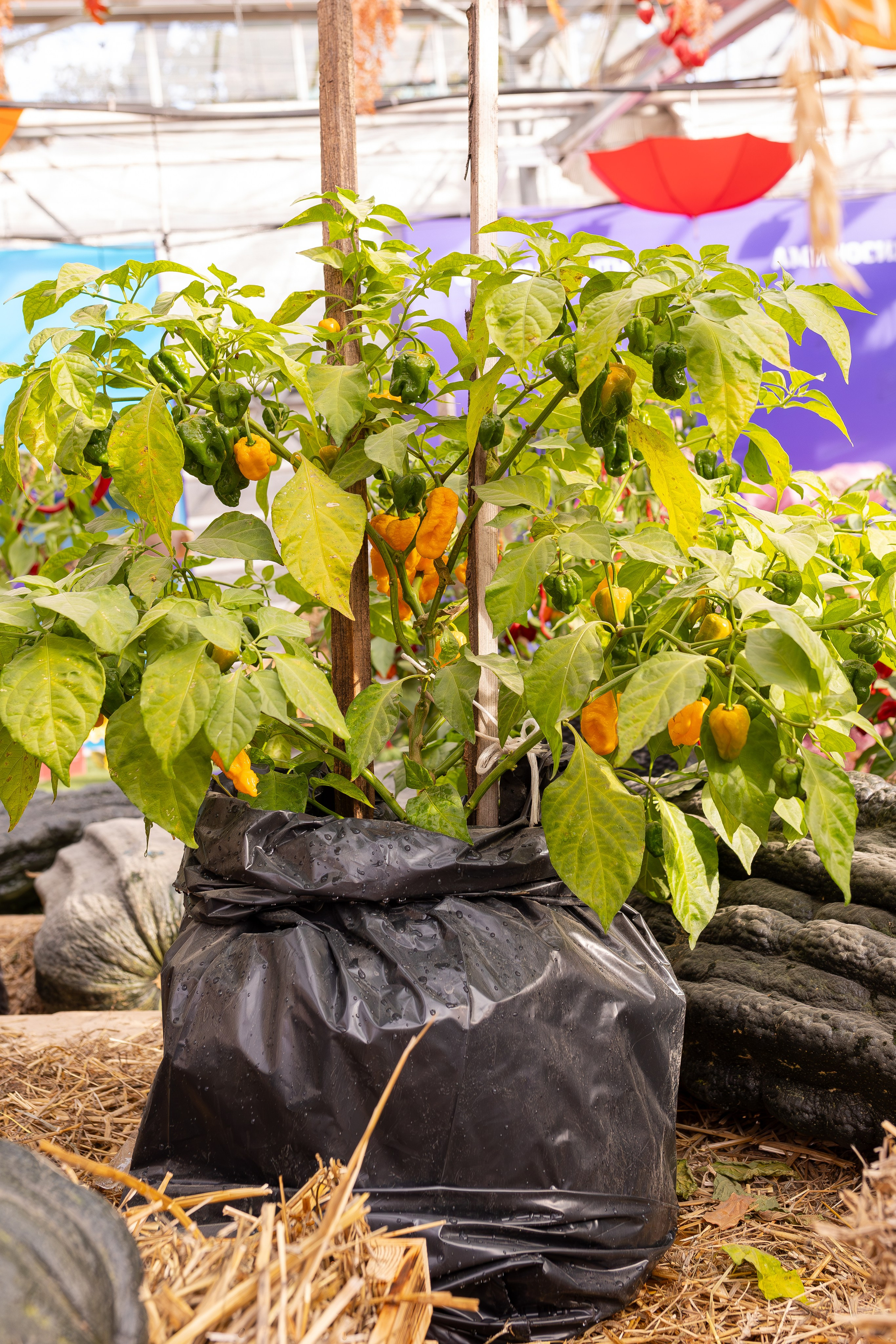 Овощи-гиганты. Александра Куликова фотограф, Москва