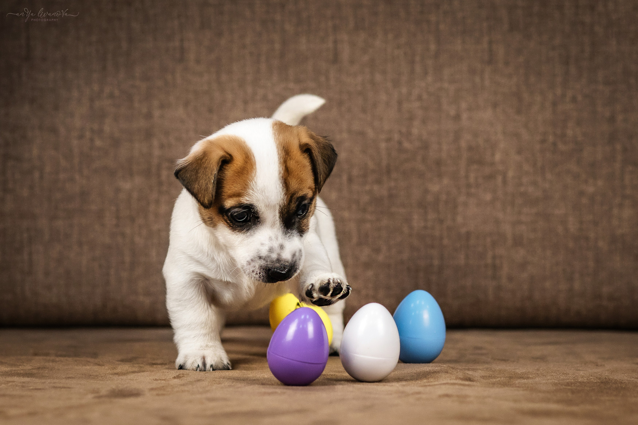 Джеки. Фотограф анималист Аня Ливанова | Рыбинск