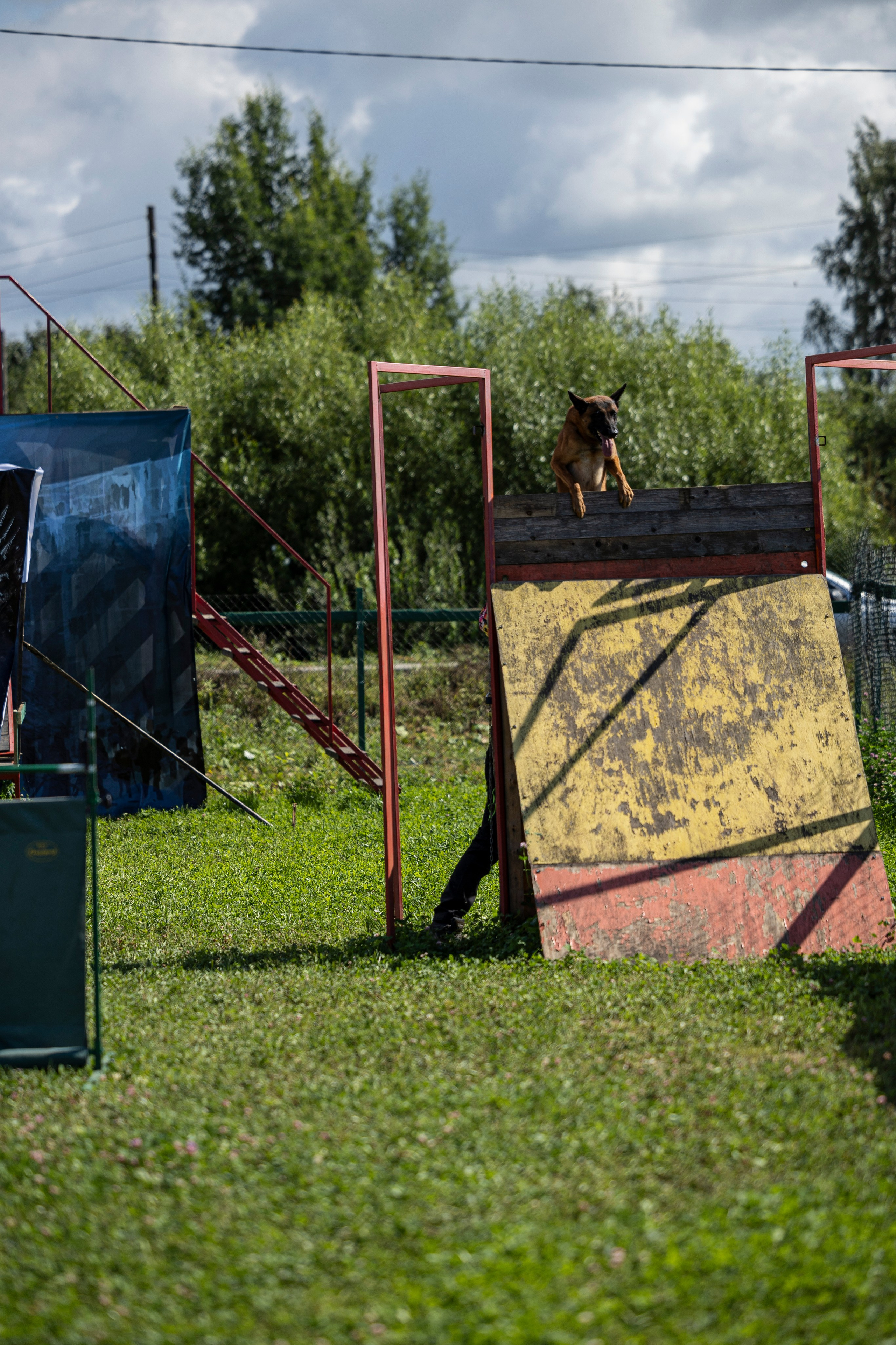 Соревнования по Мондьорингу г. Вологда 10-11.08.2024. Фотограф-анималист Анна Маринич
