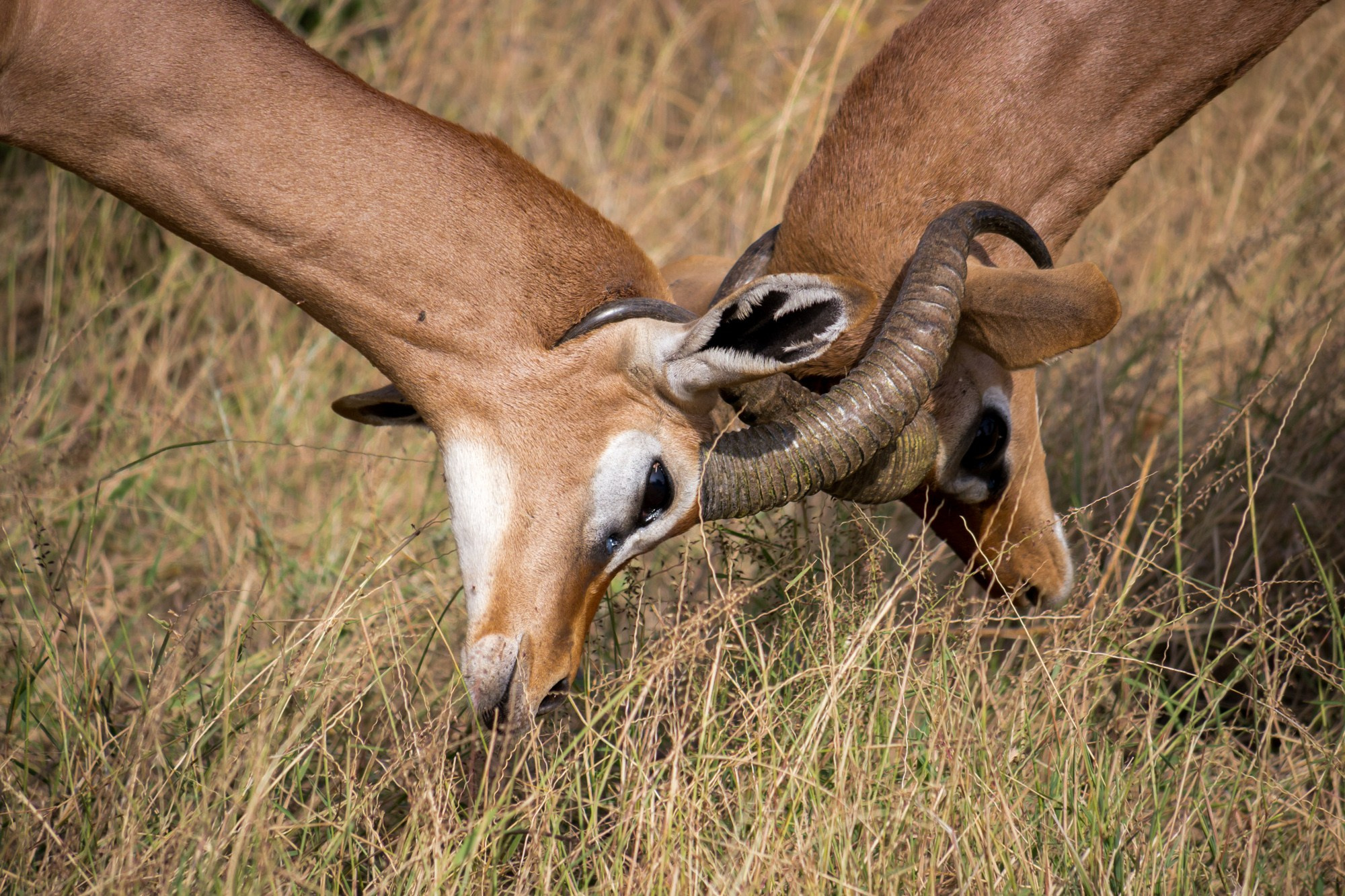 Африка. Кения. Фотосъёмка животных в африканской саванне. Фотограф Алексей Скоробогатько