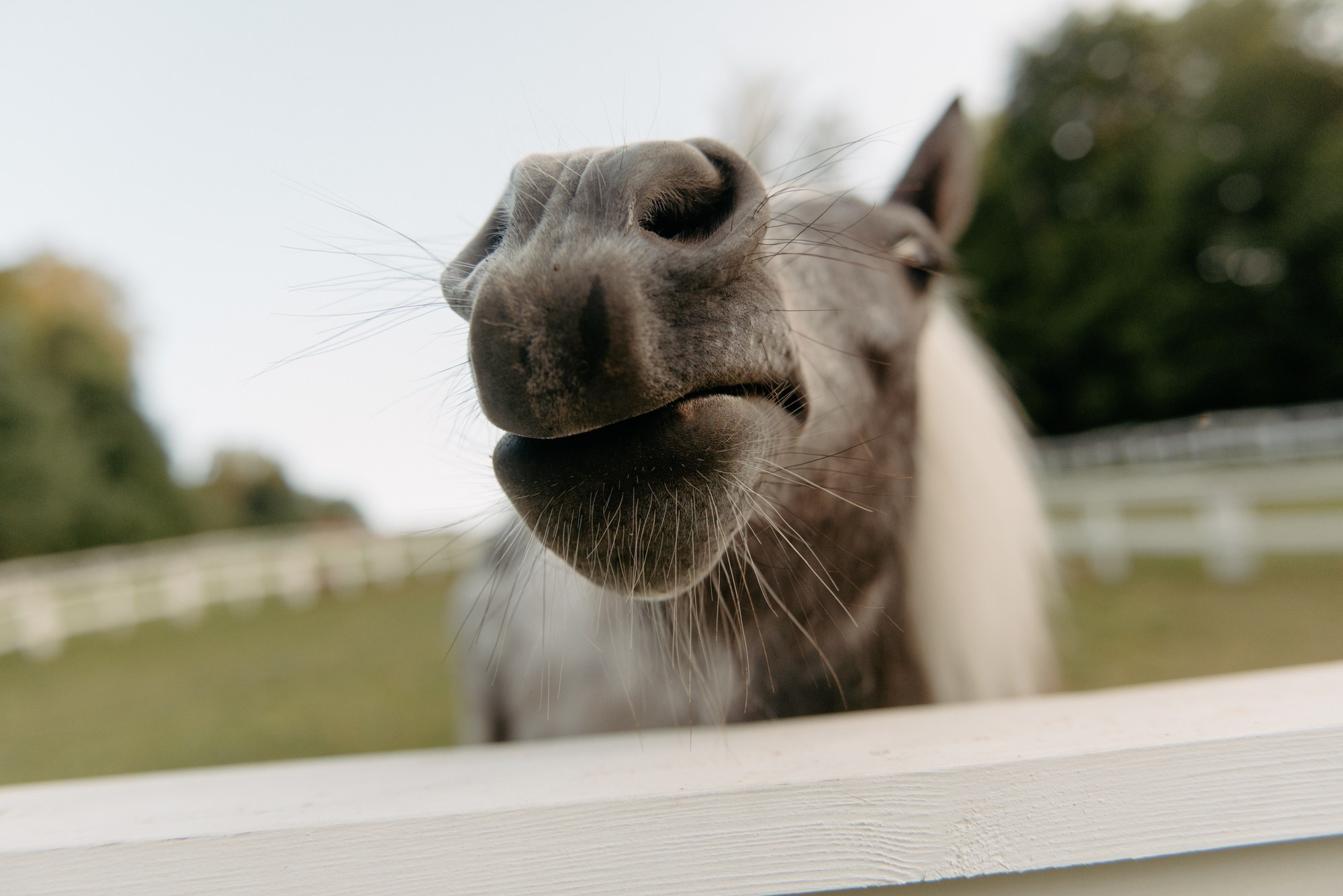 МАКСИМ И АНЯ. Свадебный фотограф в Москве — Илья Пивоварчик