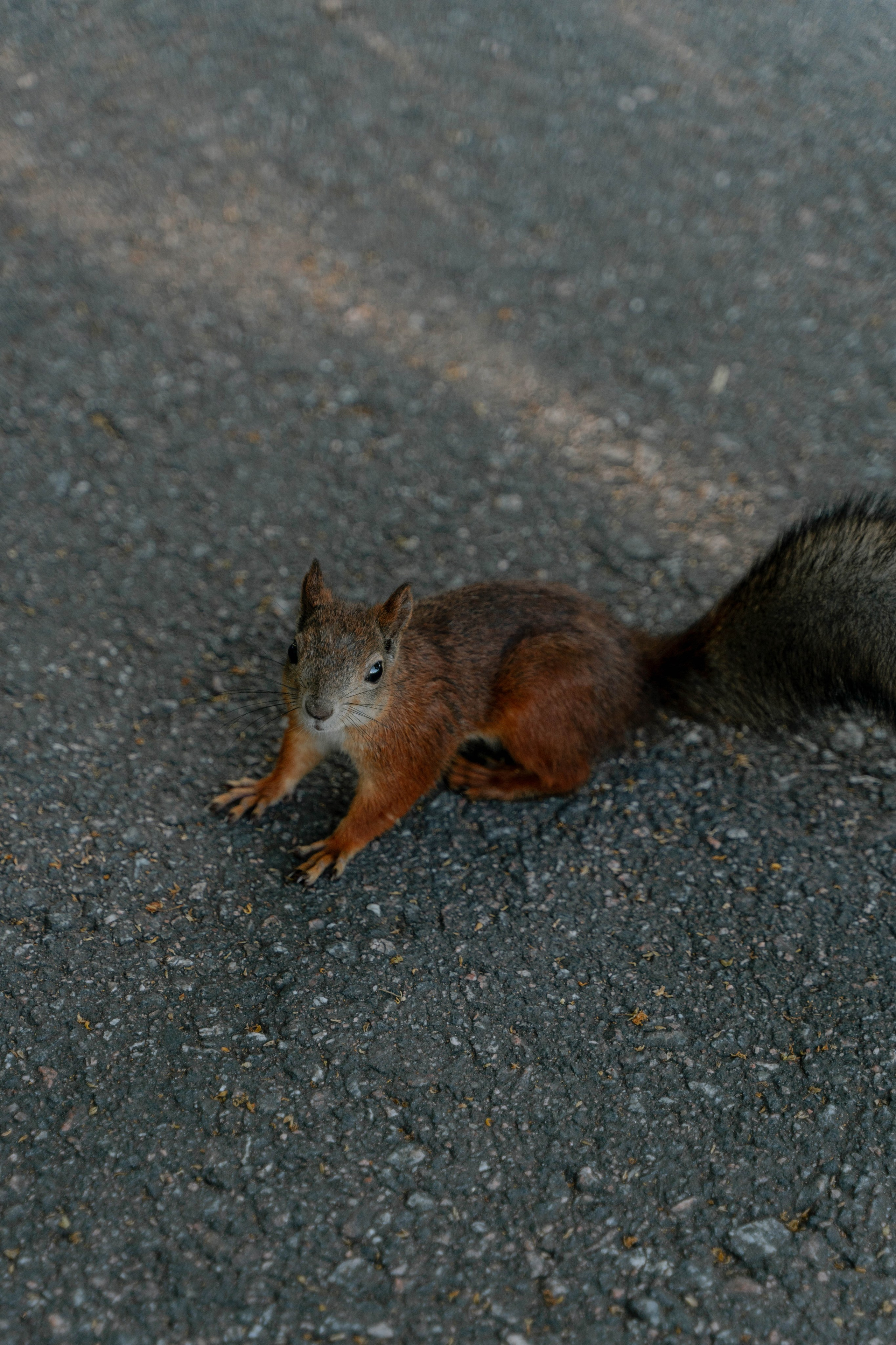 Свадебная фотосессия в Санкт-Петербурге. Свадебный фотограф в Краснодаре и Санкт-Петербурге Евгения Алексеева
