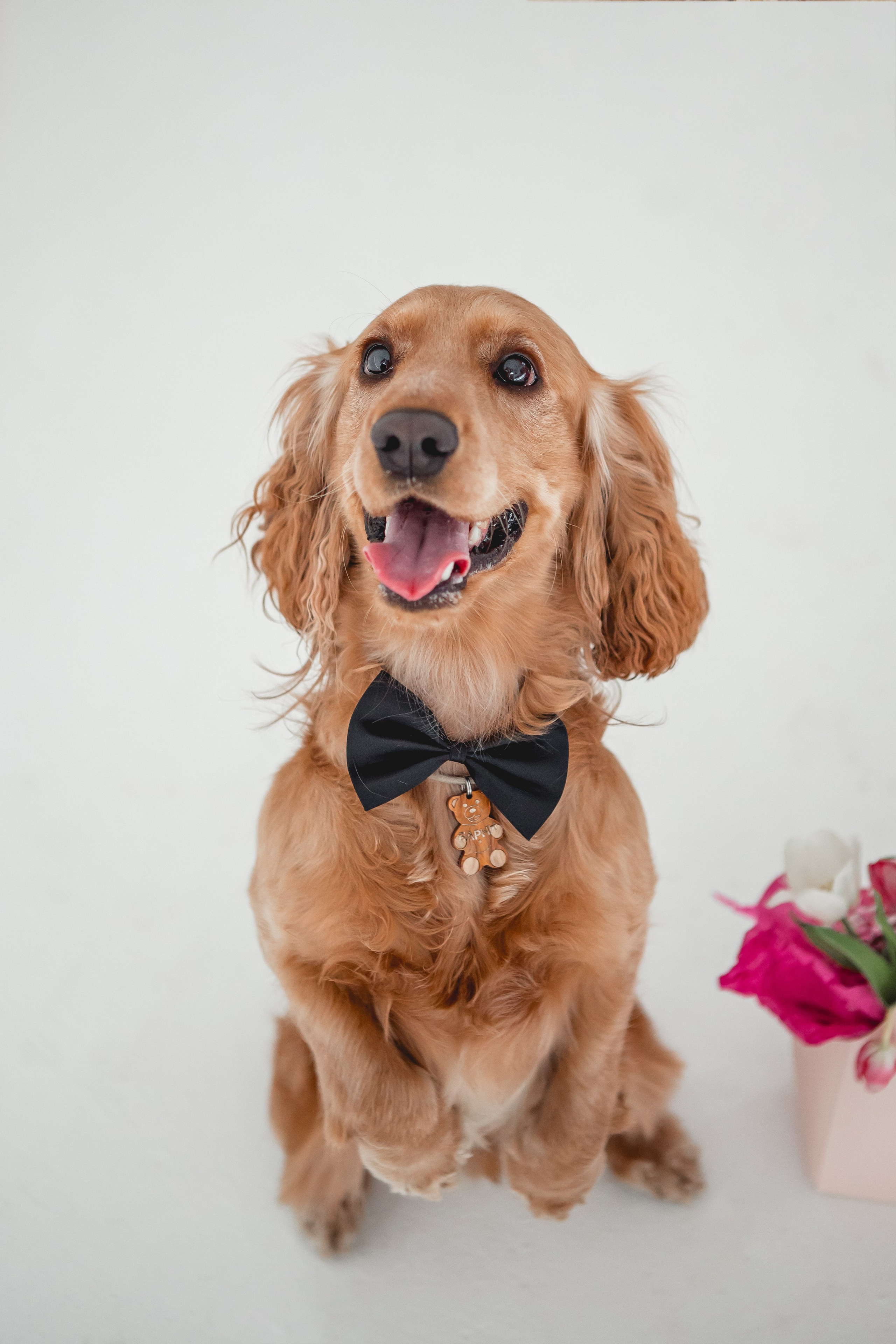 Лада и Барни. Семейный фотограф анималист Мария Крючкова