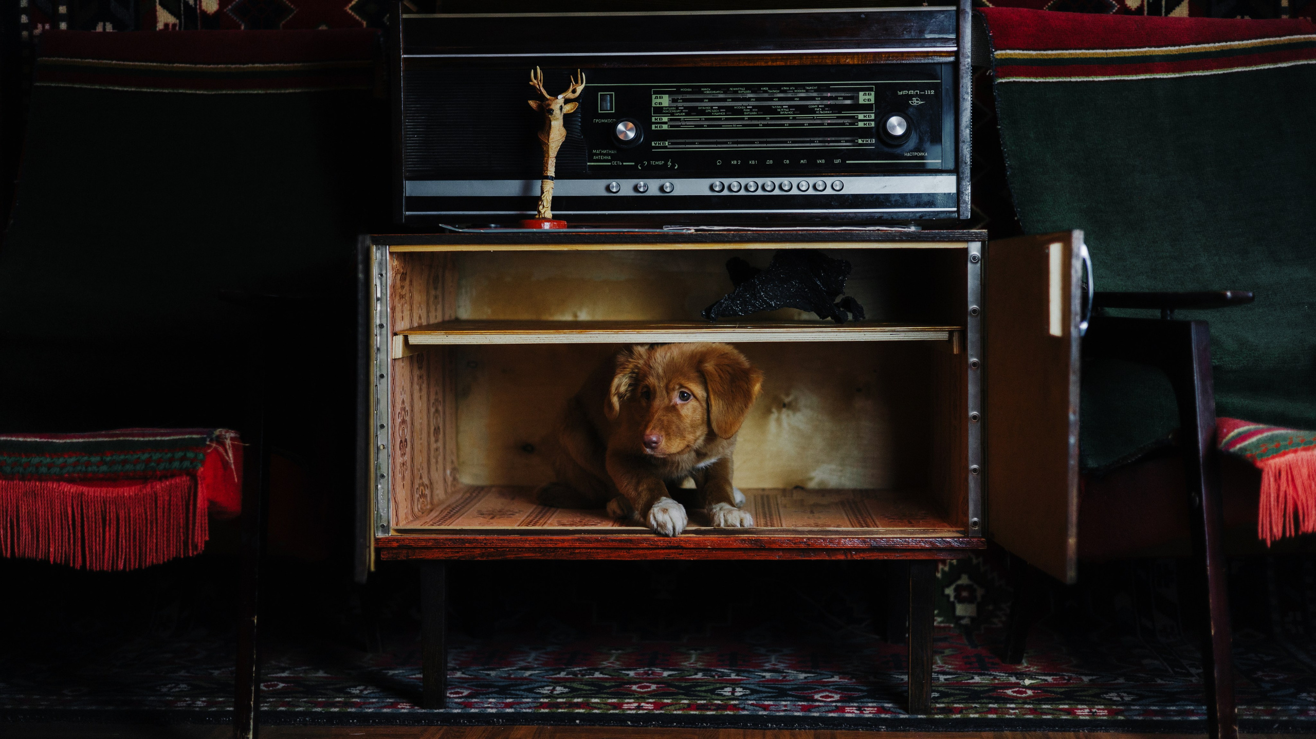 Лера, Реджи и Ральф. Фотограф-анималист Богданова Полина