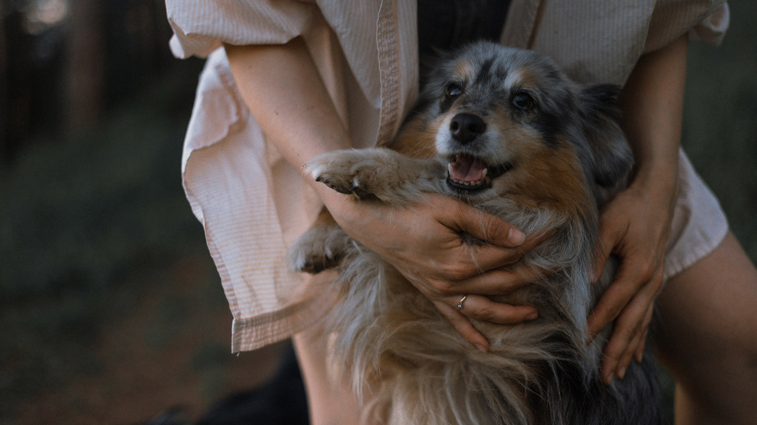 Настя, Шуня, Милка и Тигуан. Фотограф-анималист Богданова Полина