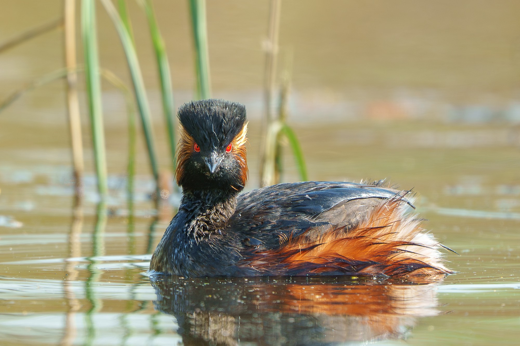 Удивительные мир птиц. Вокруг нас столько прекрасного — присмотритесь!. Ваш личный фотограф Марина Волкова