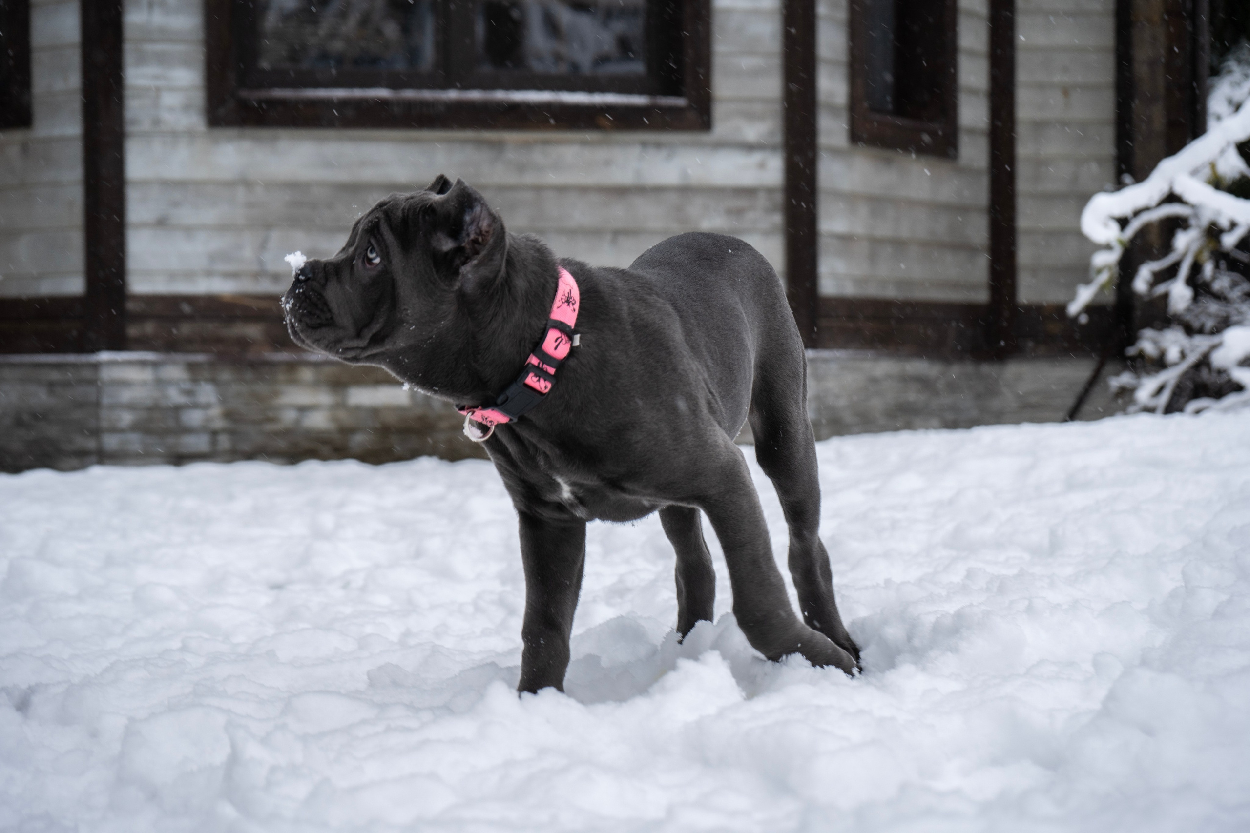 Фотосессии Пушистиков. Фотограф в Санкт-Петербурге Виктория Барышникова