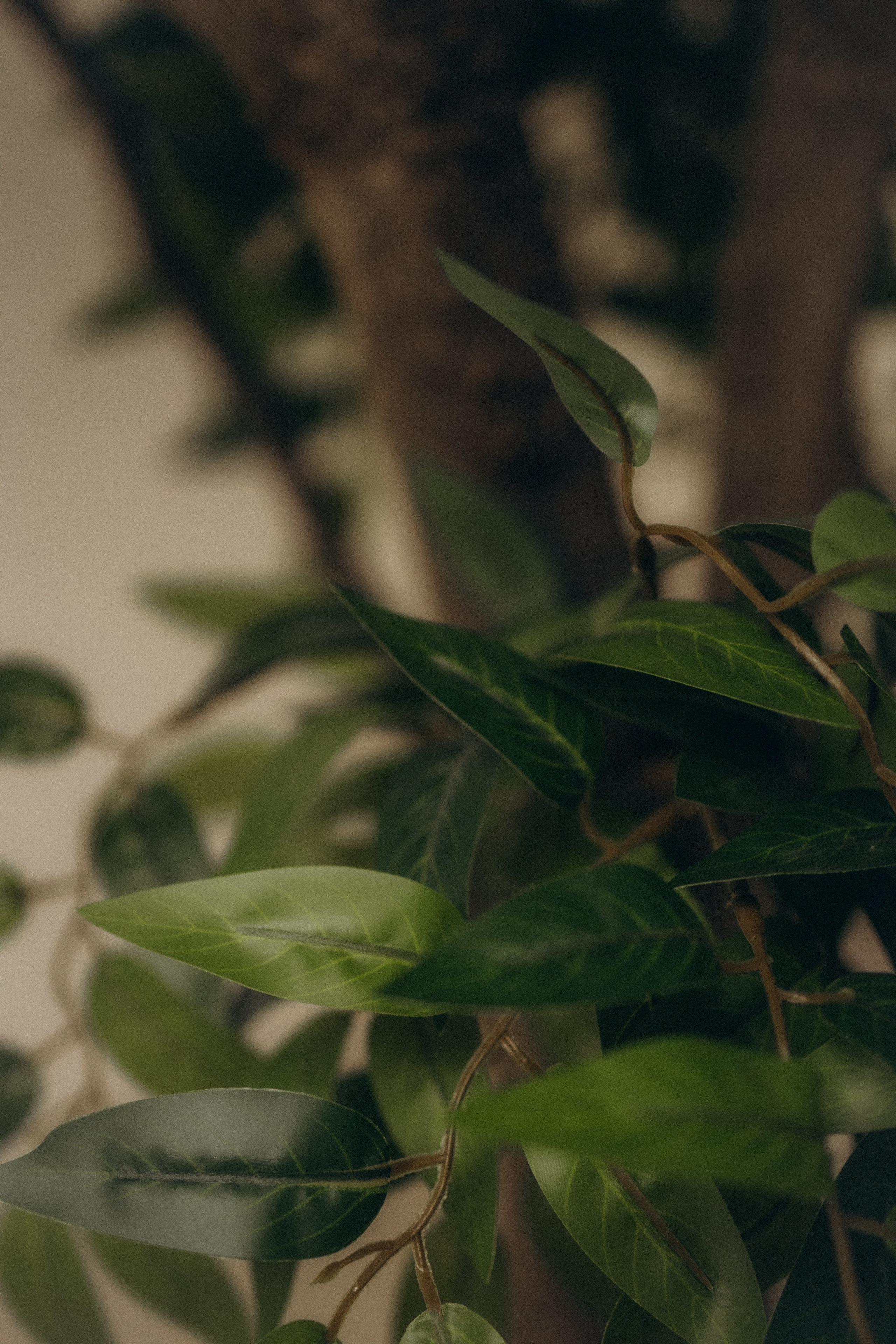 Тюльпаны. Главная