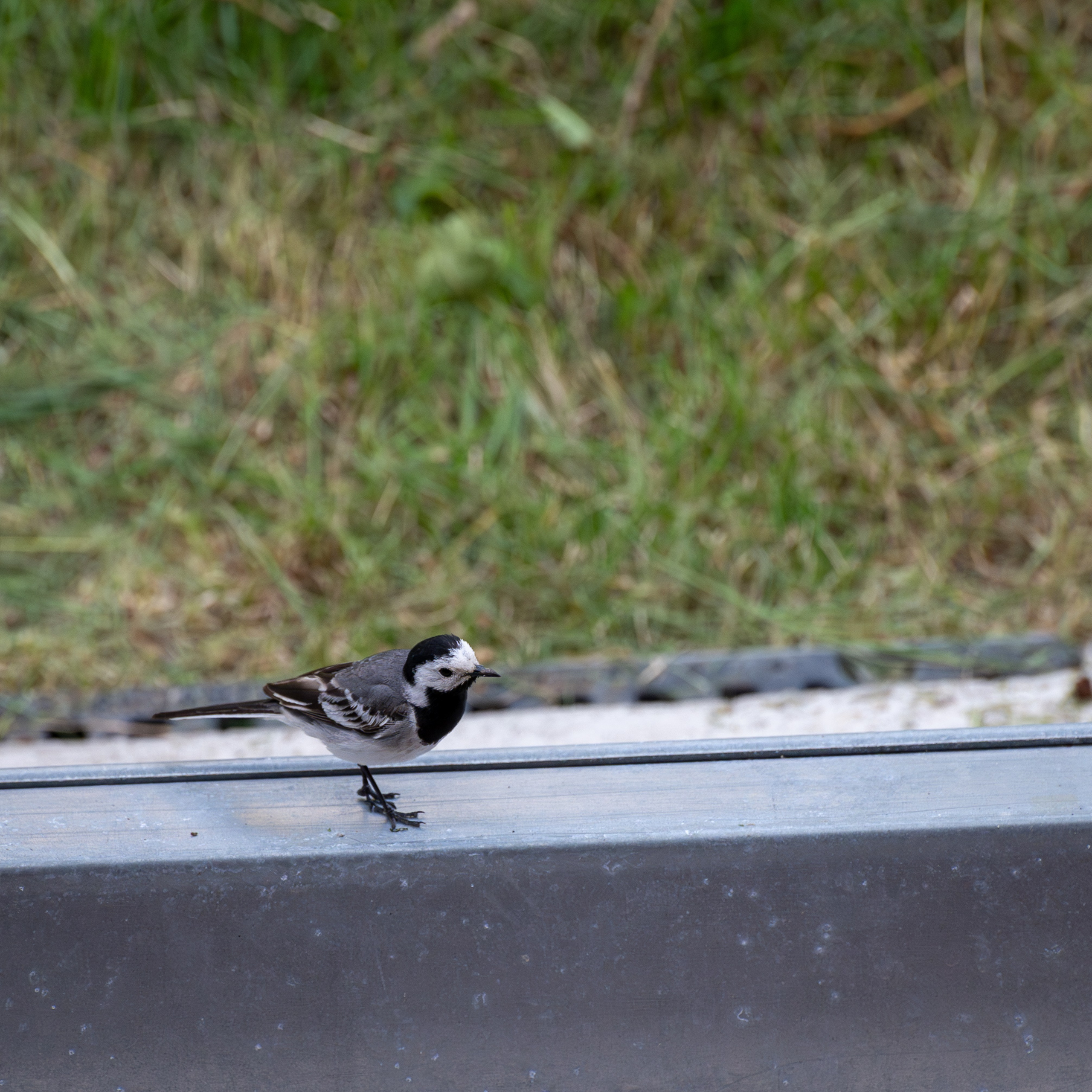 20230612-16 Нижний Новгород. Дмитрий Ремизов. Фотография, как хобби