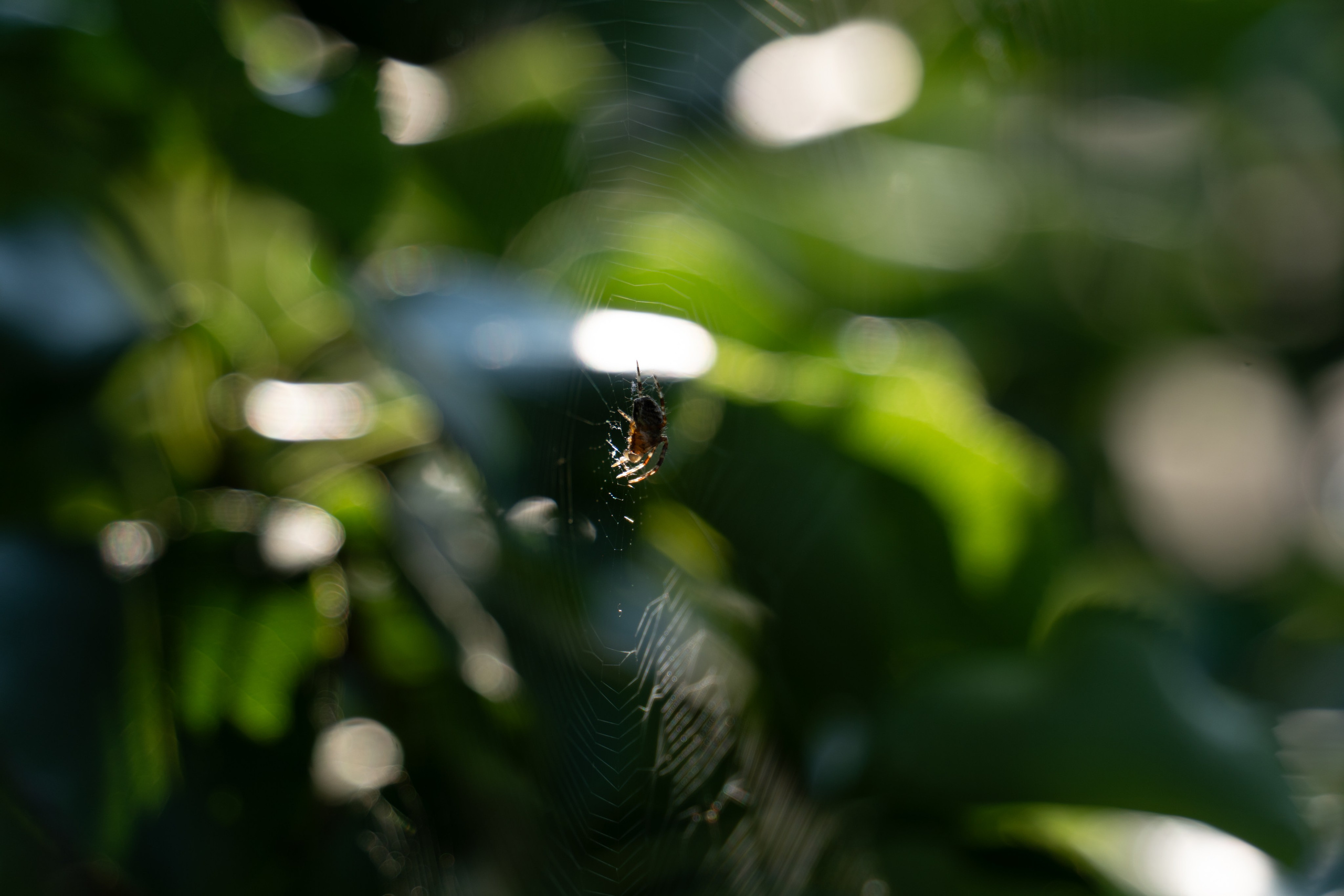 20250729-30 Ростов. Дмитрий Ремизов. Фотография, как хобби