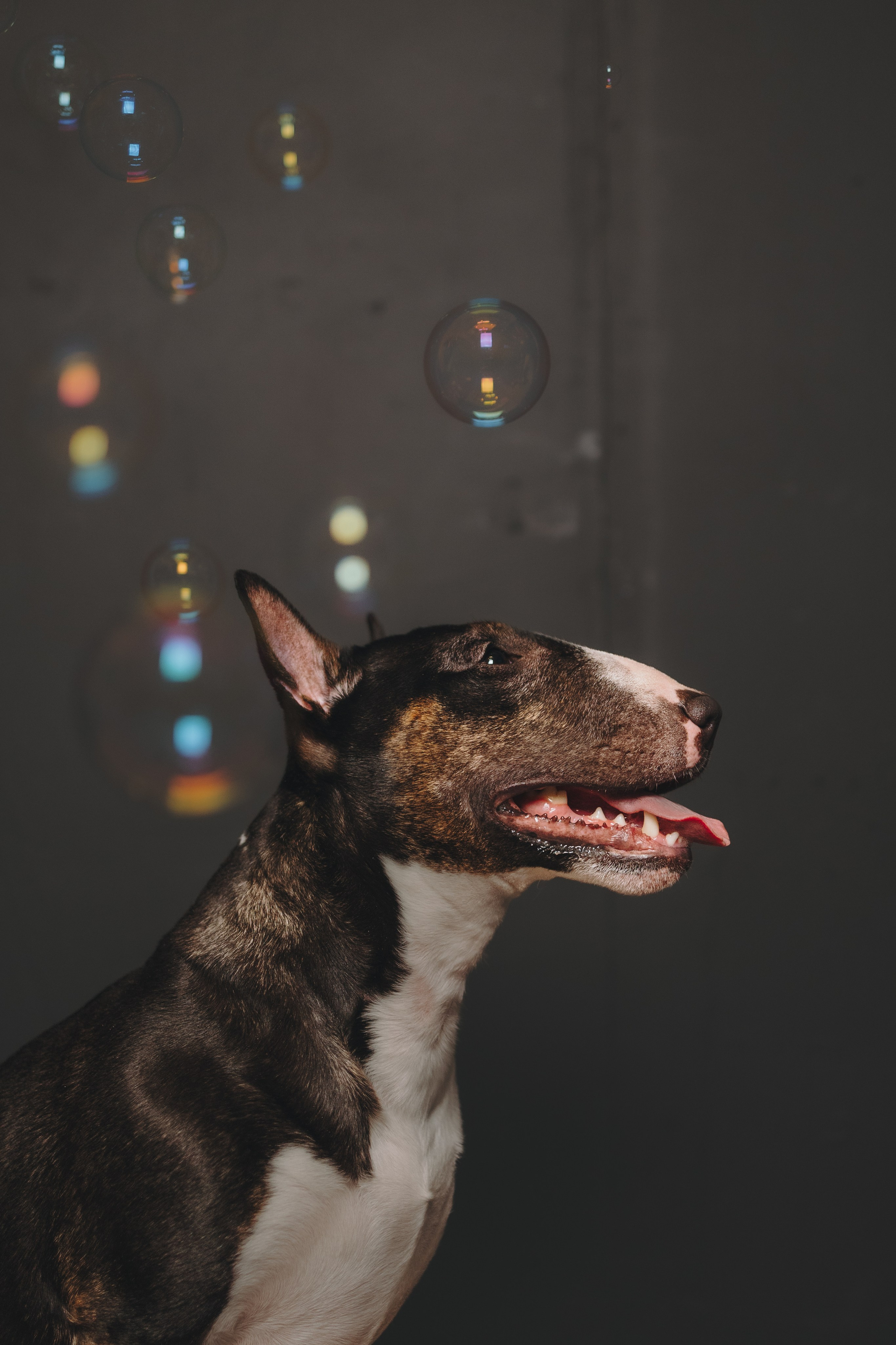 Груминг. Фотограф-анималист в Санкт-Петербурге Алина Яхонт