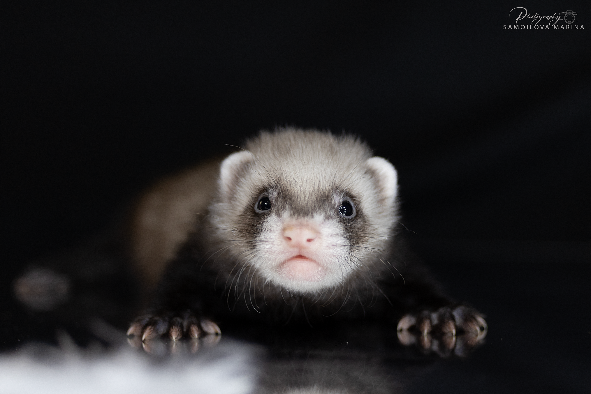Хорьки. Фотограф-анималист в Москве и МО Самойлова Марина