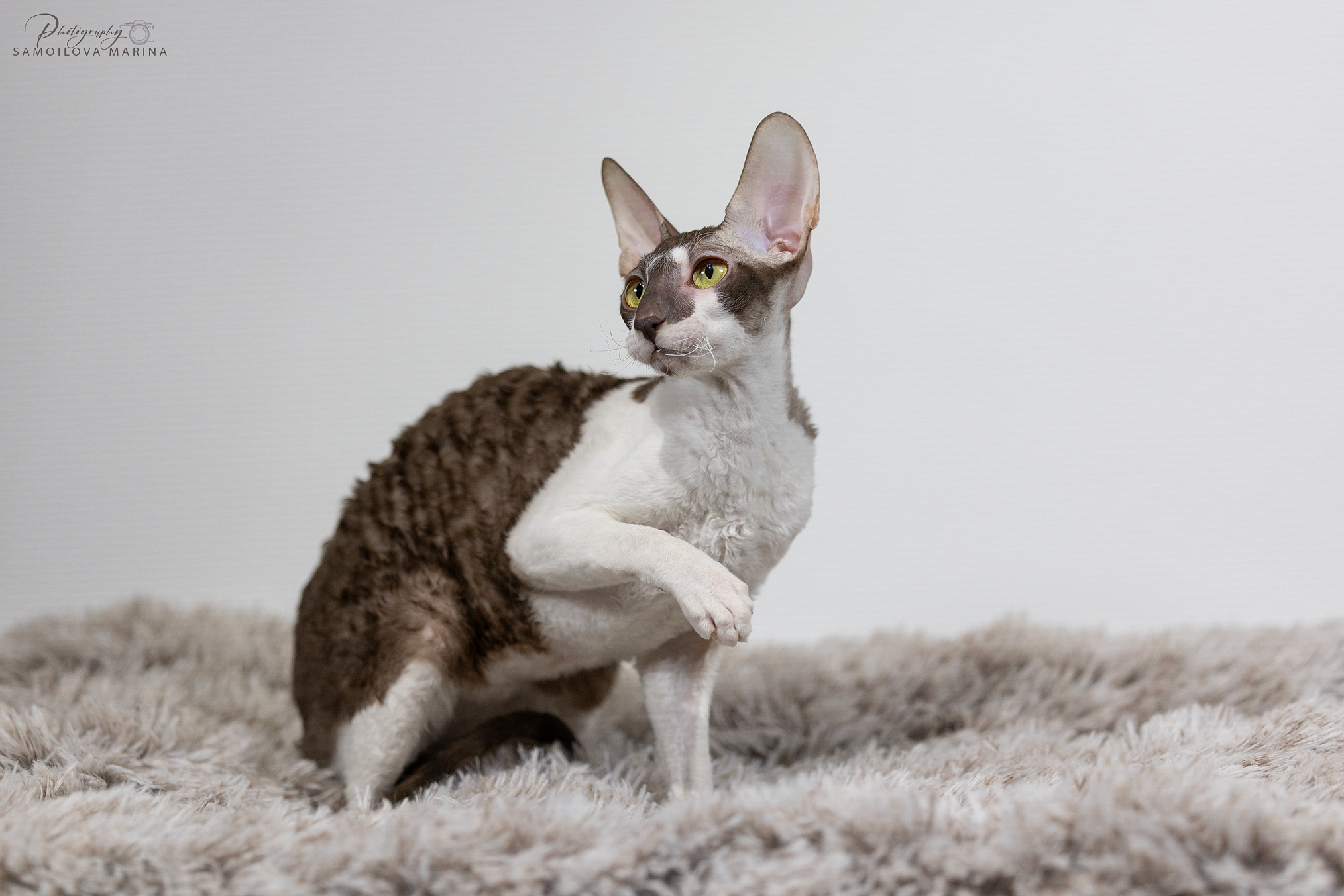 Кошки. Фотограф-анималист в Москве и МО Самойлова Марина