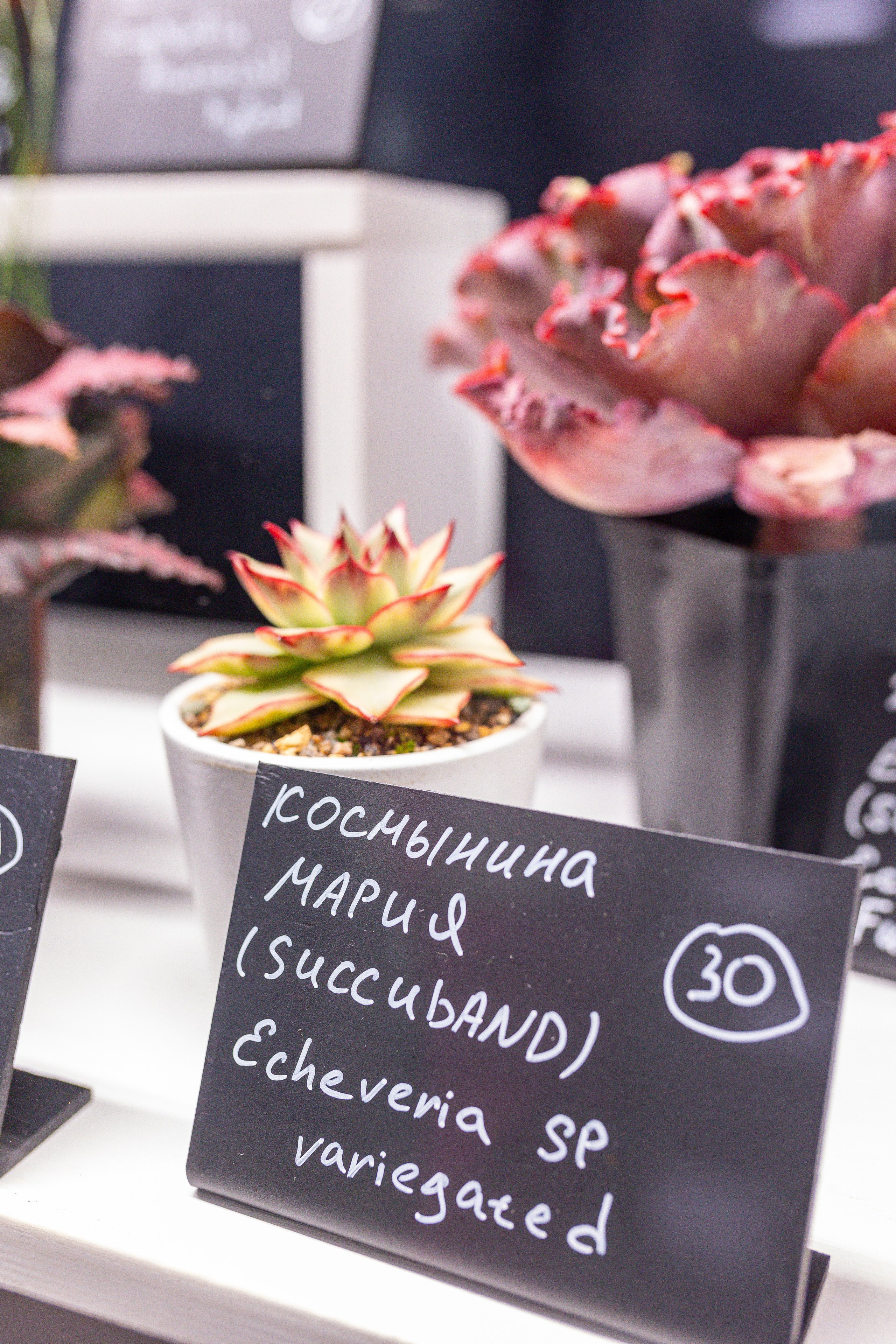 Монстериум 11–12 октября. Александра Куликова фотограф, Москва