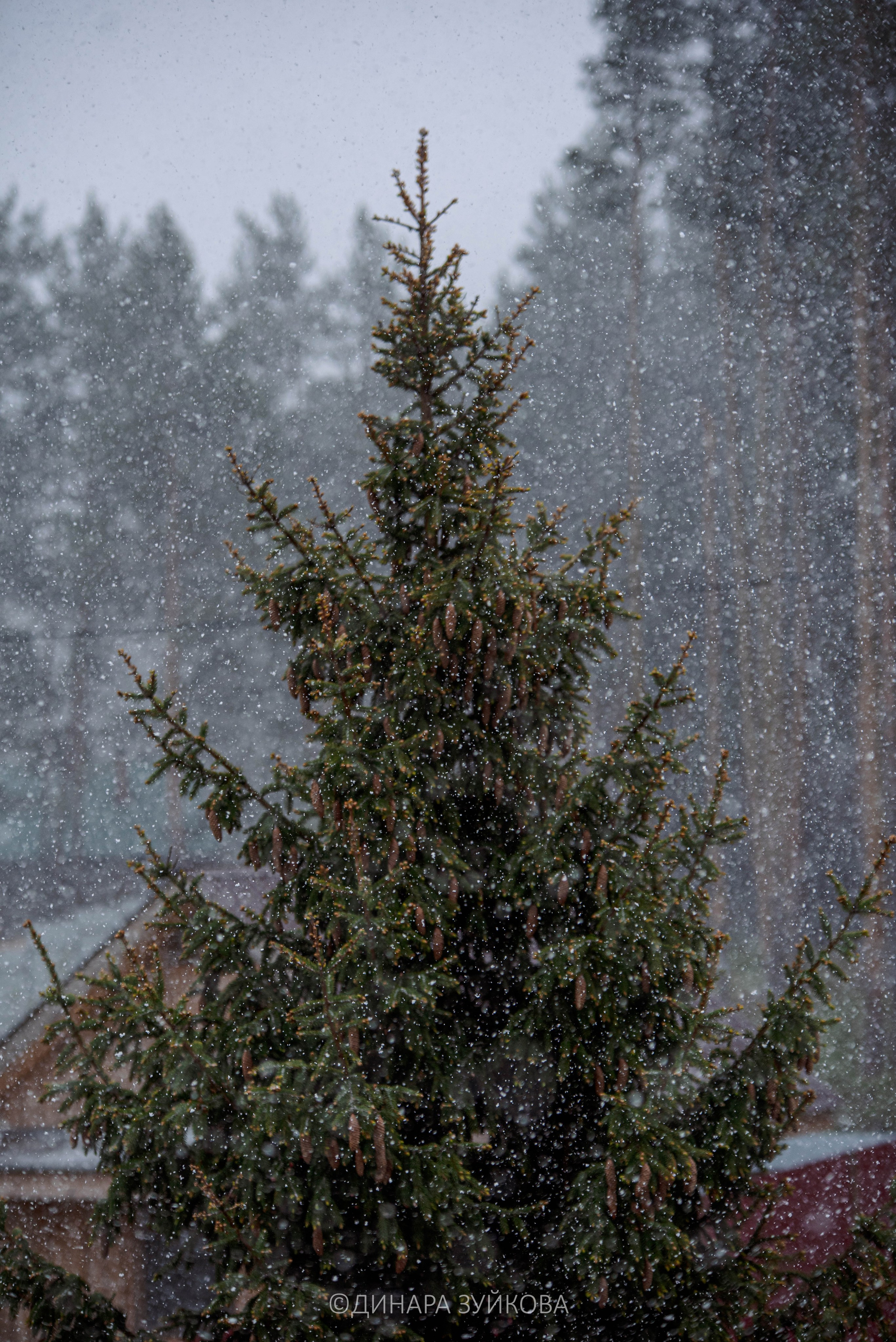 Природа. Мотофотограф в Нижнем Новгороде Динара Зуйкова