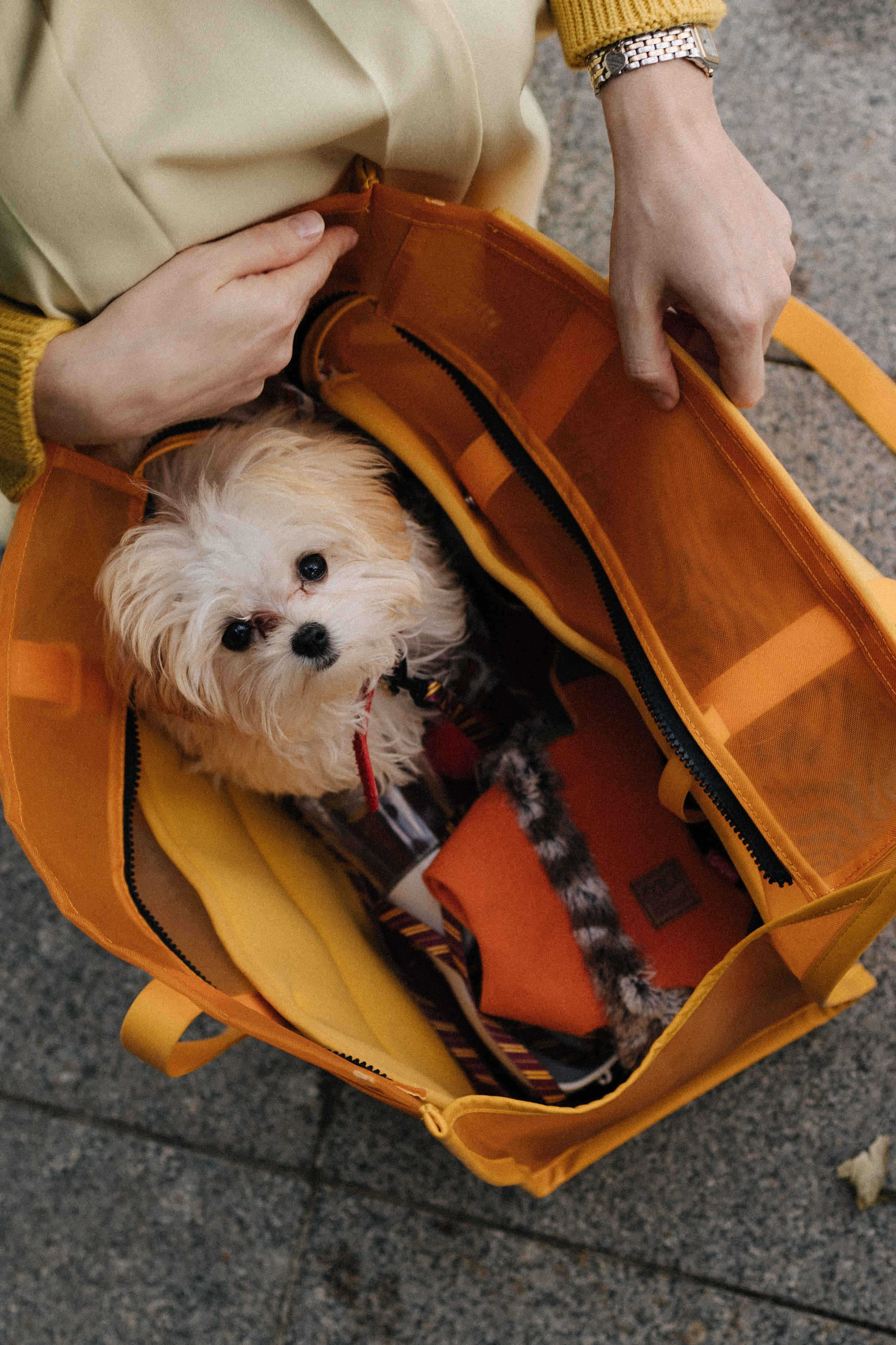 Оля и Бри. Фотораф — анималист Мария Шистка