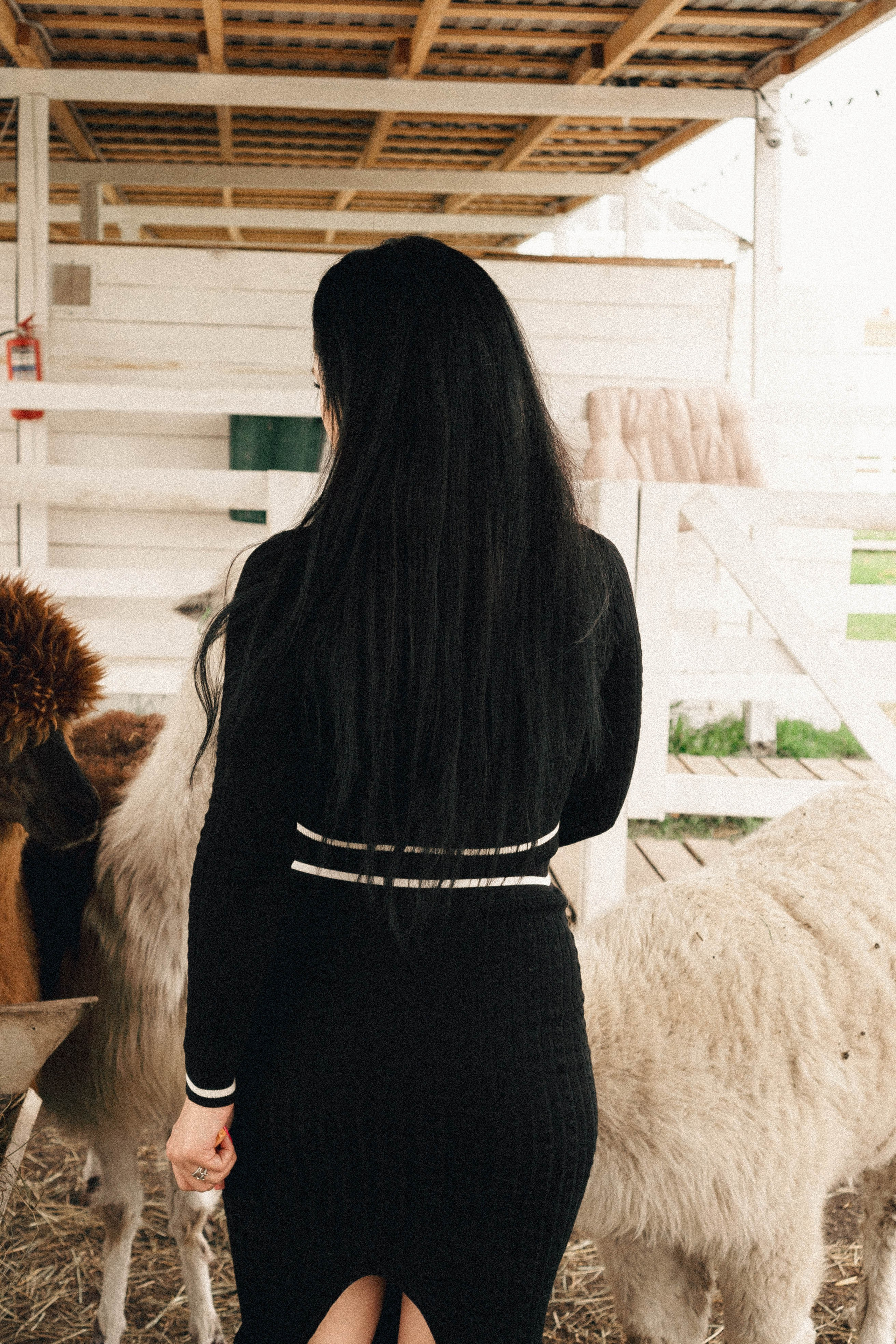 Ферма Альпак. Профессиональный фотограф, Санкт-Петербург — Виктория Богомолова