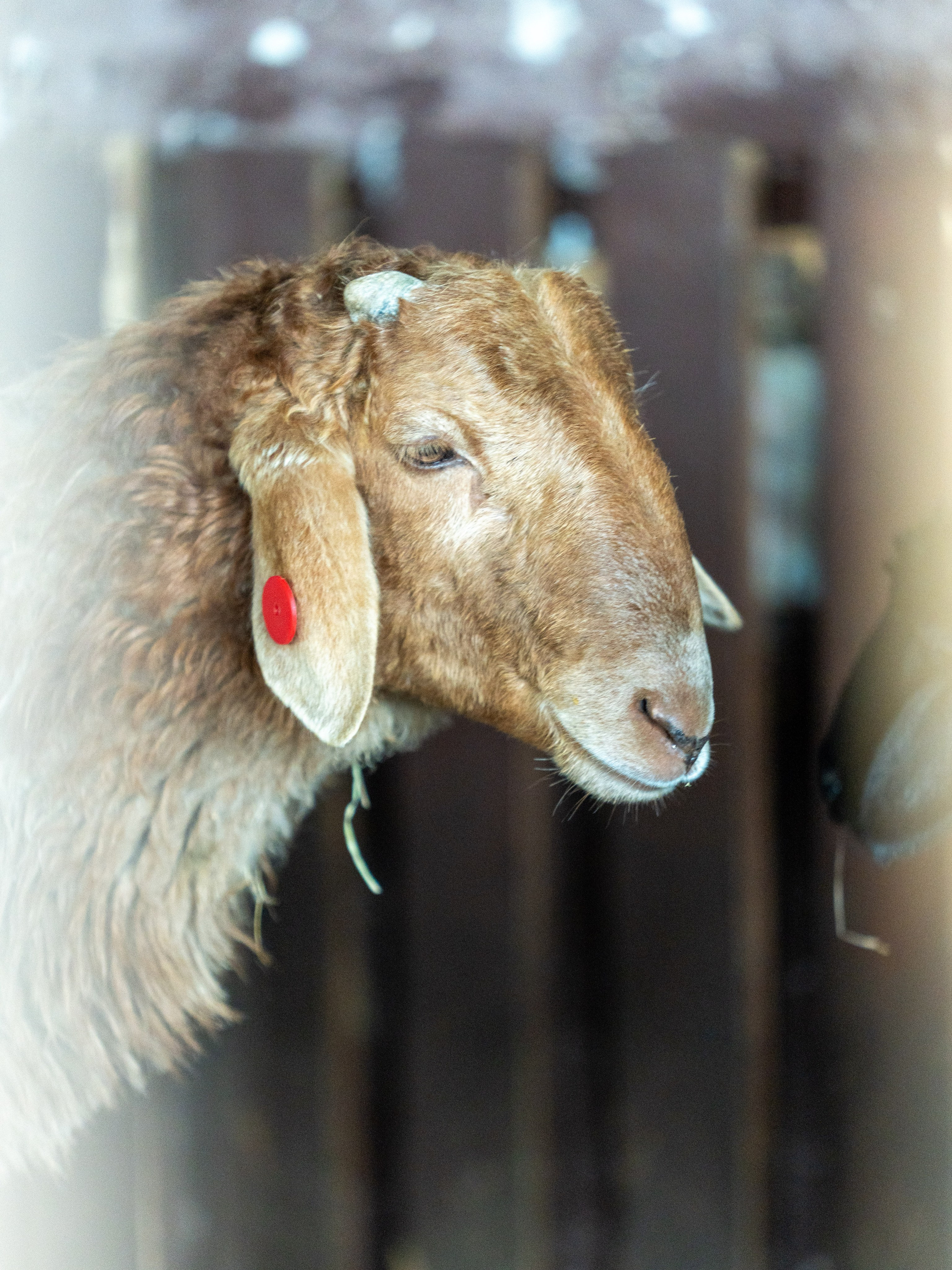 MICE мероприятие на ферме Экзархо. Репортажный фотограф в Красной Поляне и Сочи Павлюченко Екатерина
