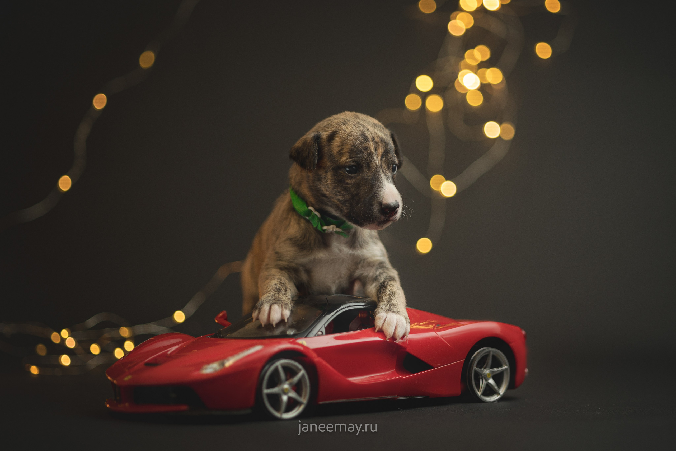 Малыши уиппеты Великбековых. Фотограф анималист в Москве Майорова Евгения