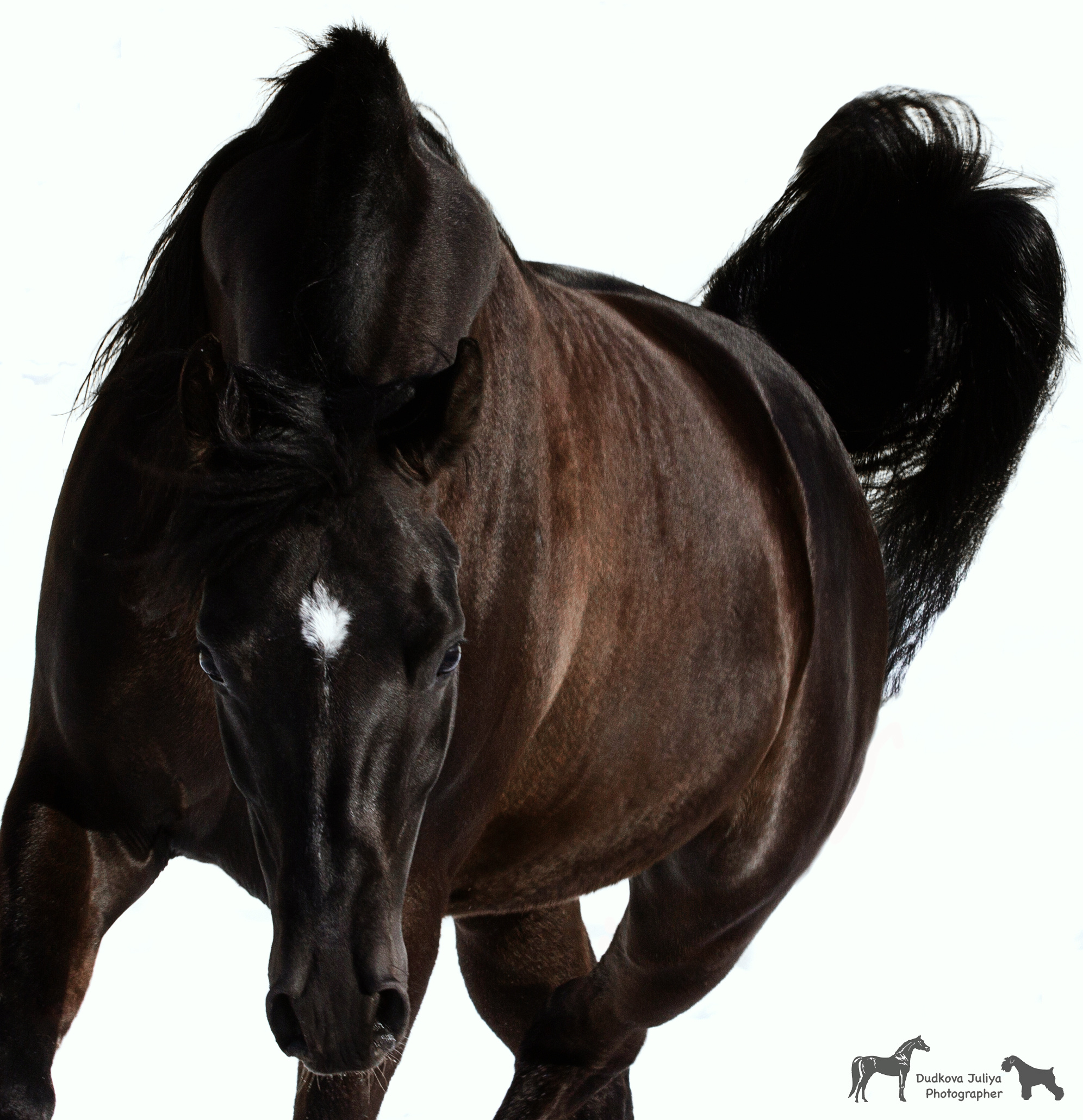 Арабские лошади. Фотограф в Москве Дудкова Юлия