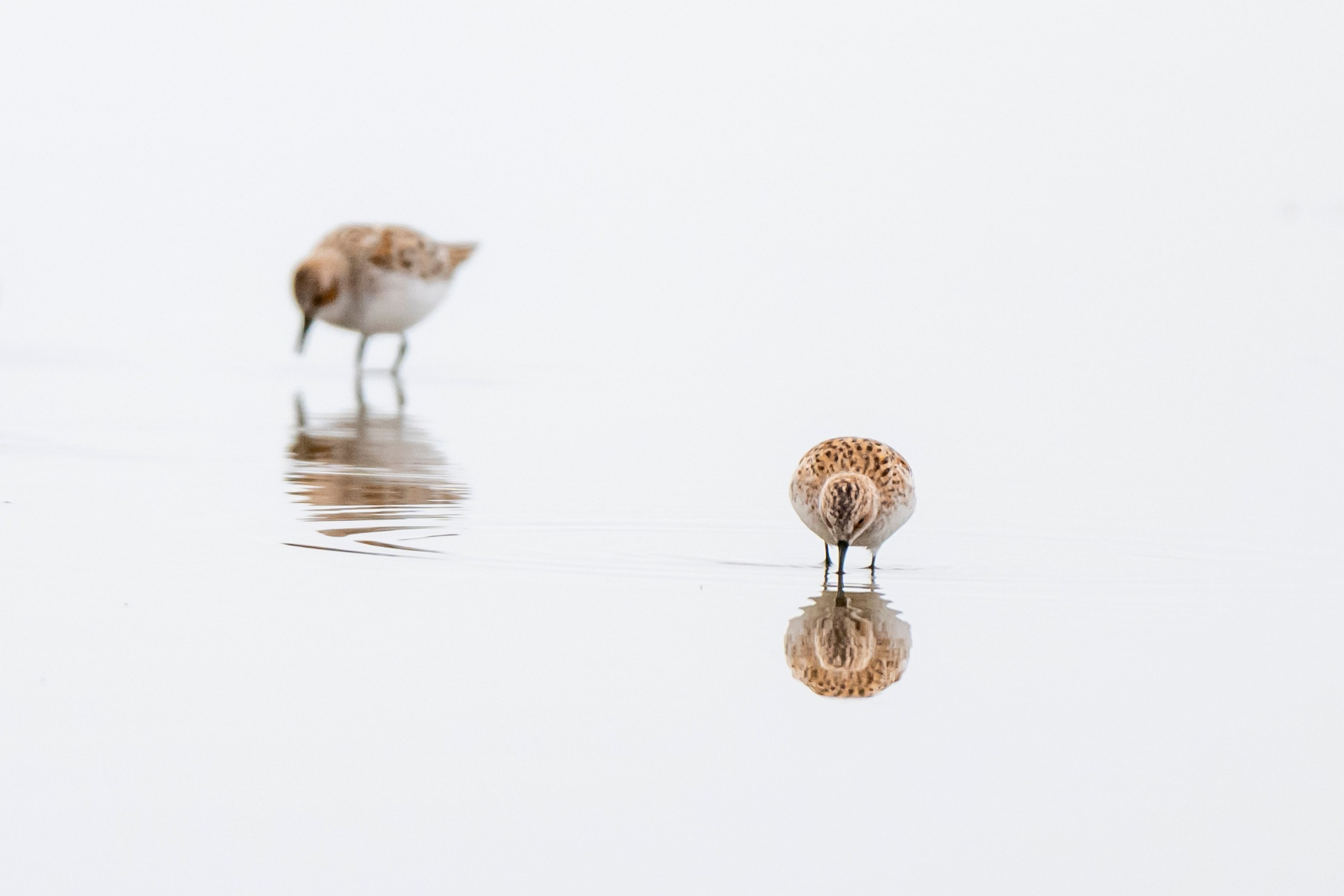 Дикая природа Дагестана. Май 2025 г. Foto-Zuev фотография как искусство