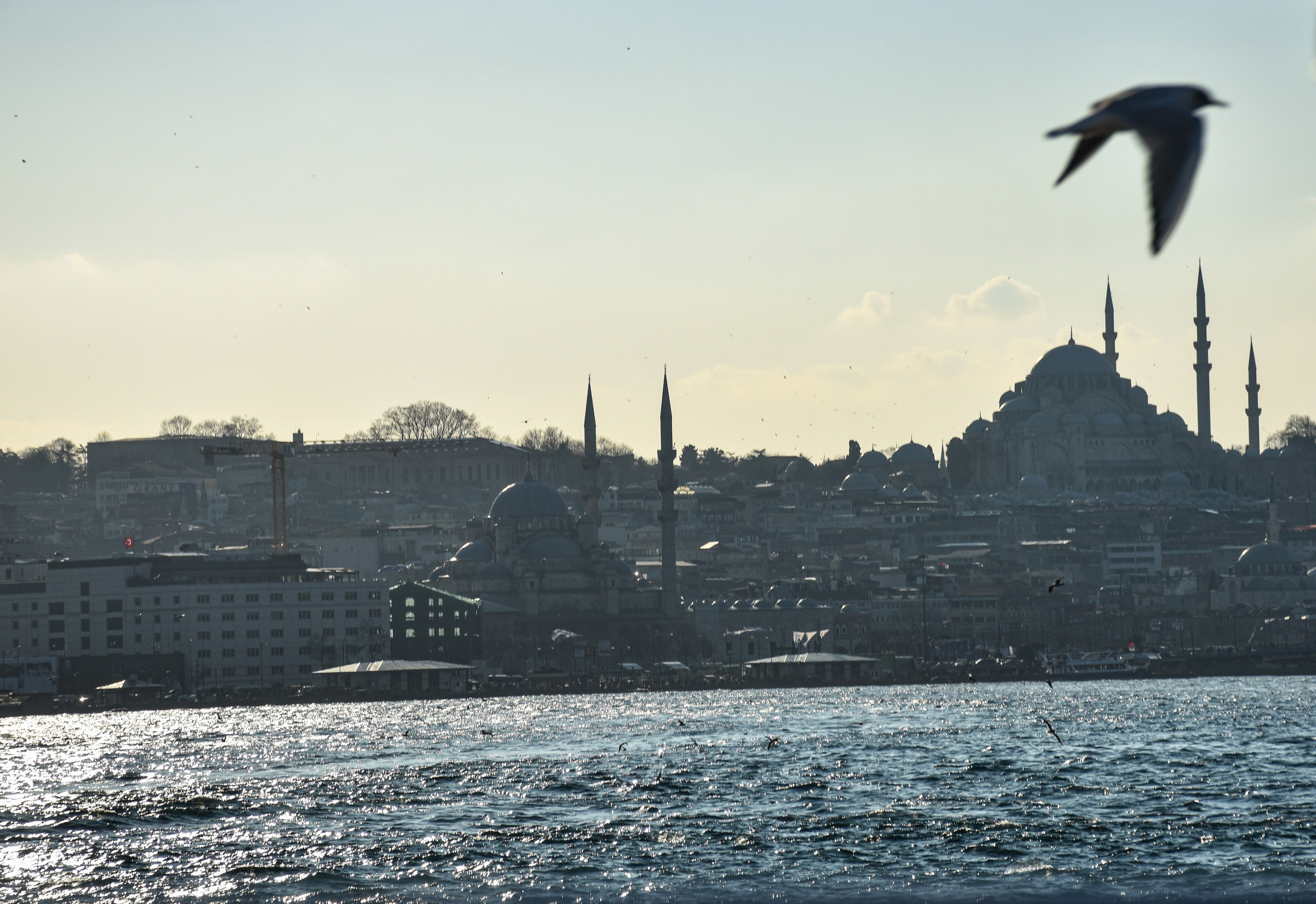 Стамбул — февраль 24. В созвучии с природой. Фотограф Светлана В. Пронина, Москва