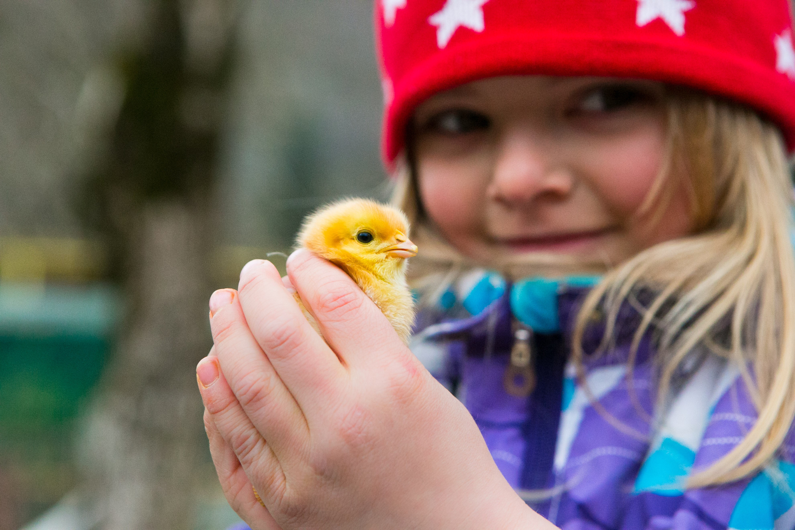 Деревенская еда «Домашние лакомста». Фотограф Красная Поляна — Сочи — Москва