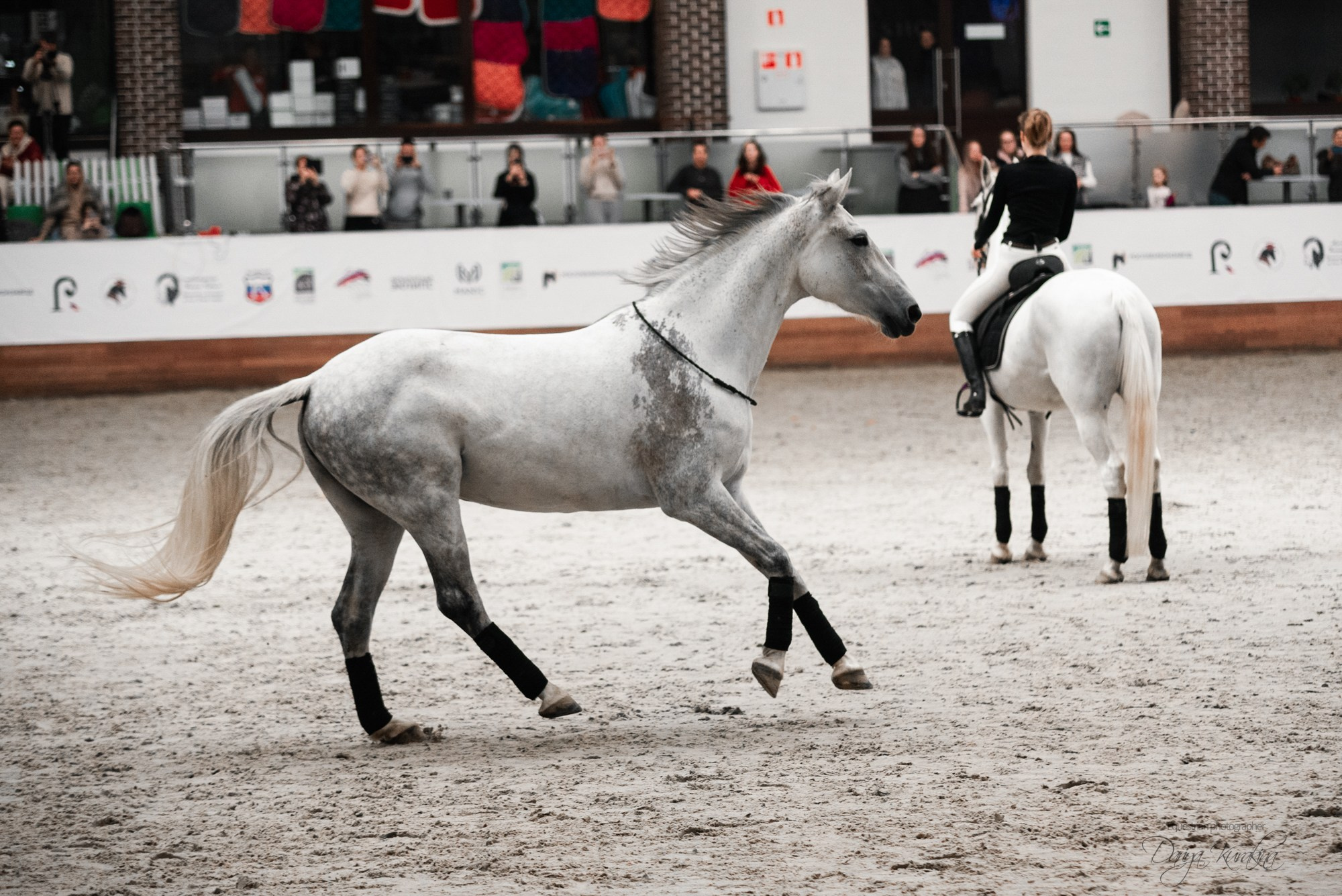 8-я международная выставка Конная Россия. Конный фотограф Куракина Дарья • Фотосессии с лошадьми