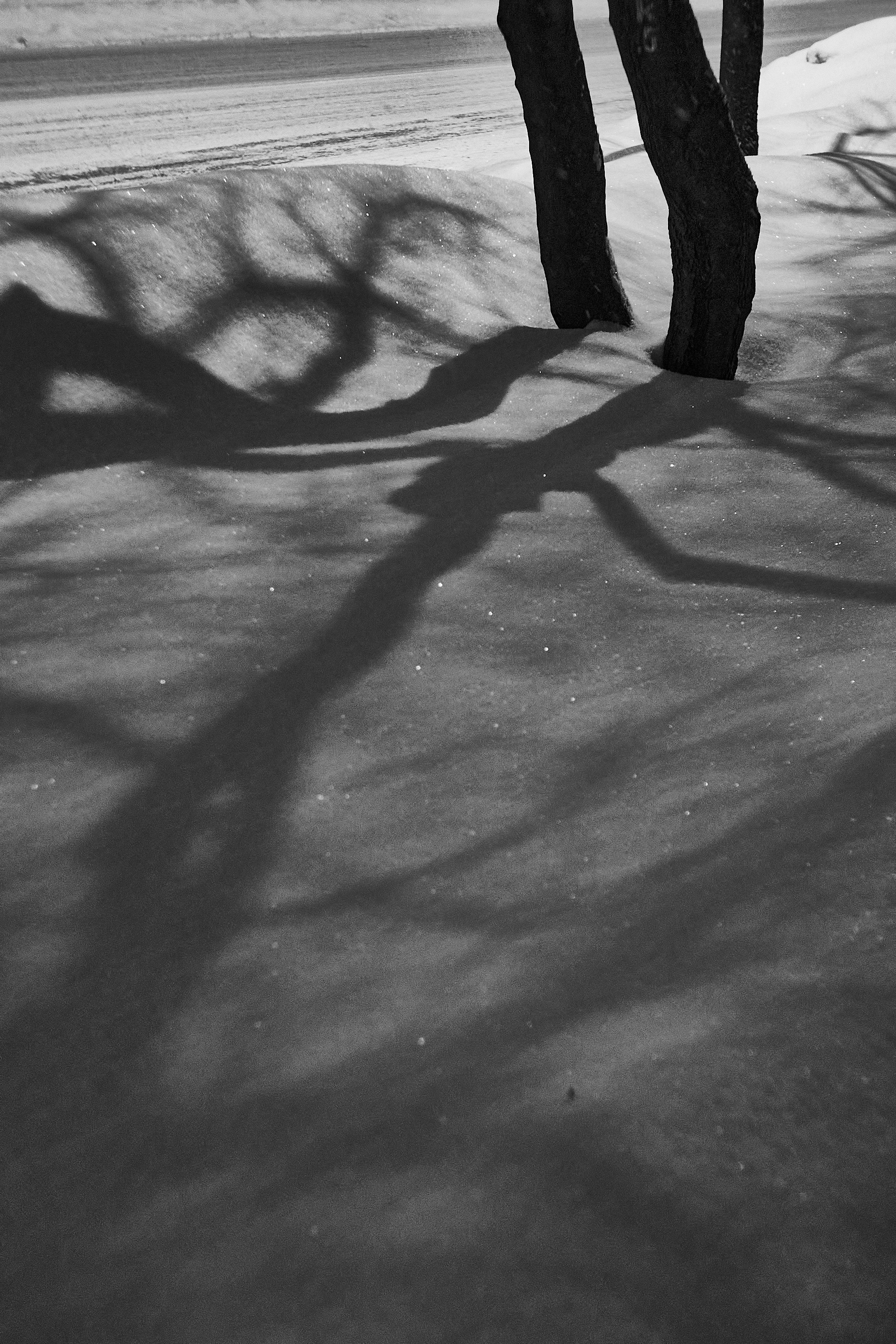 Формы Дерева 22г -…. Фотограф и оператор мероприятий, концертов и портретов в городе Москва