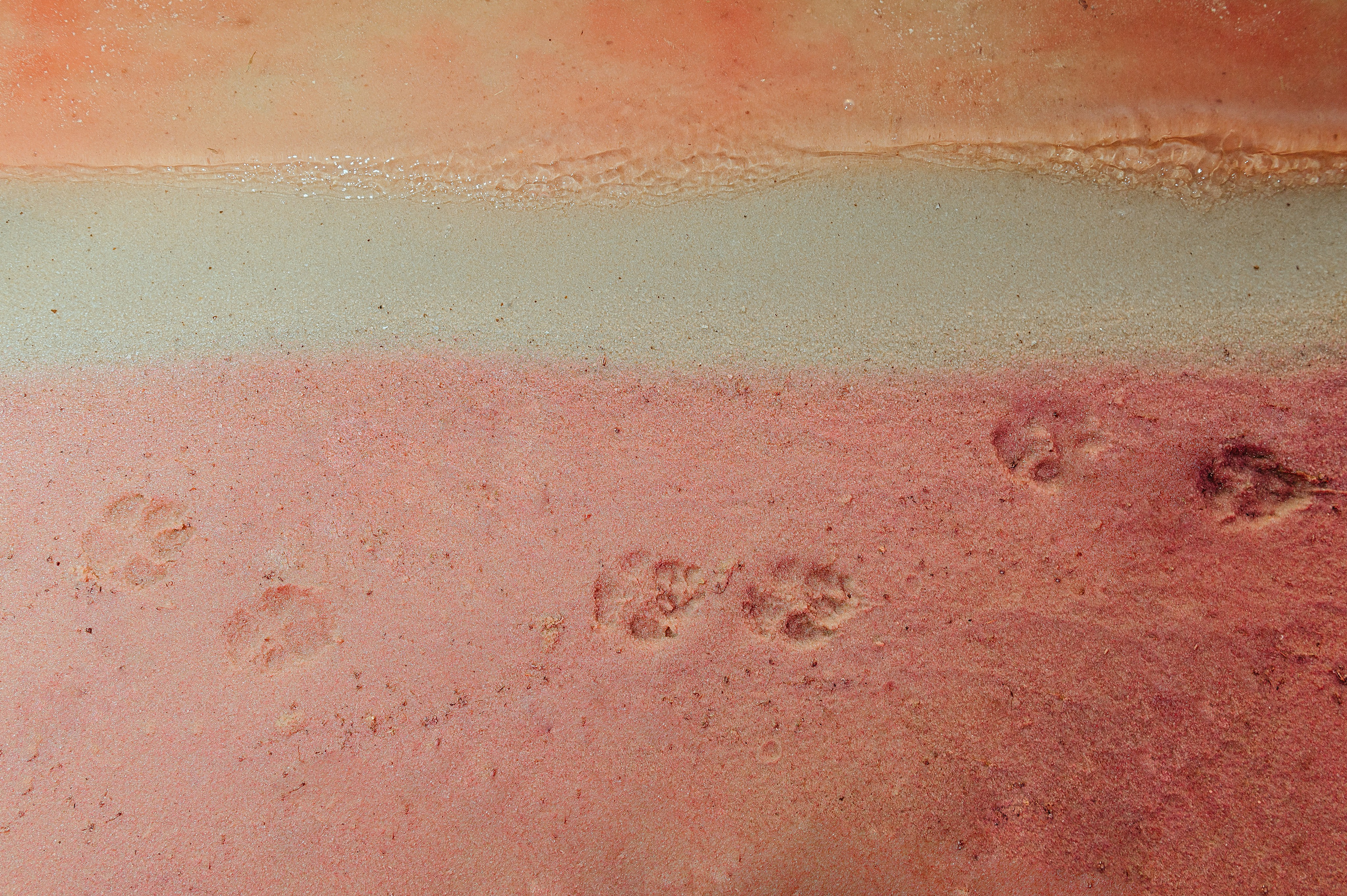 Дима и Ира. Свадебный фотограф Марина Жемчужникова в Москве и в Белгороде