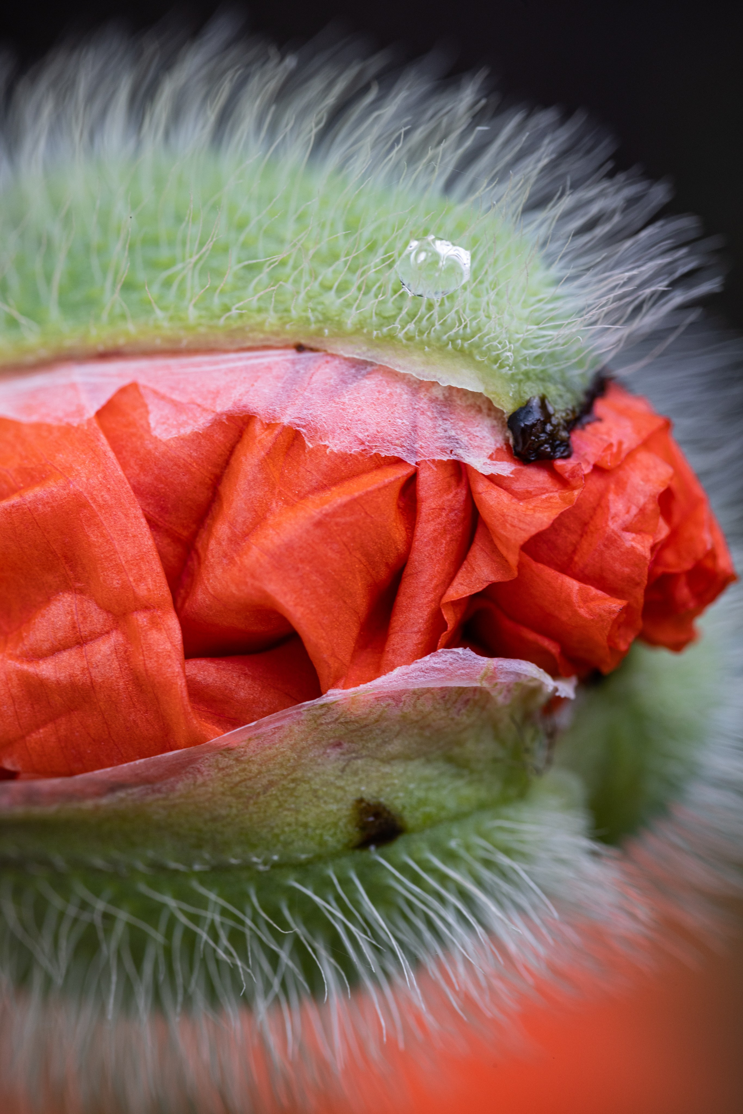 Macro. Фотограф на Юге России