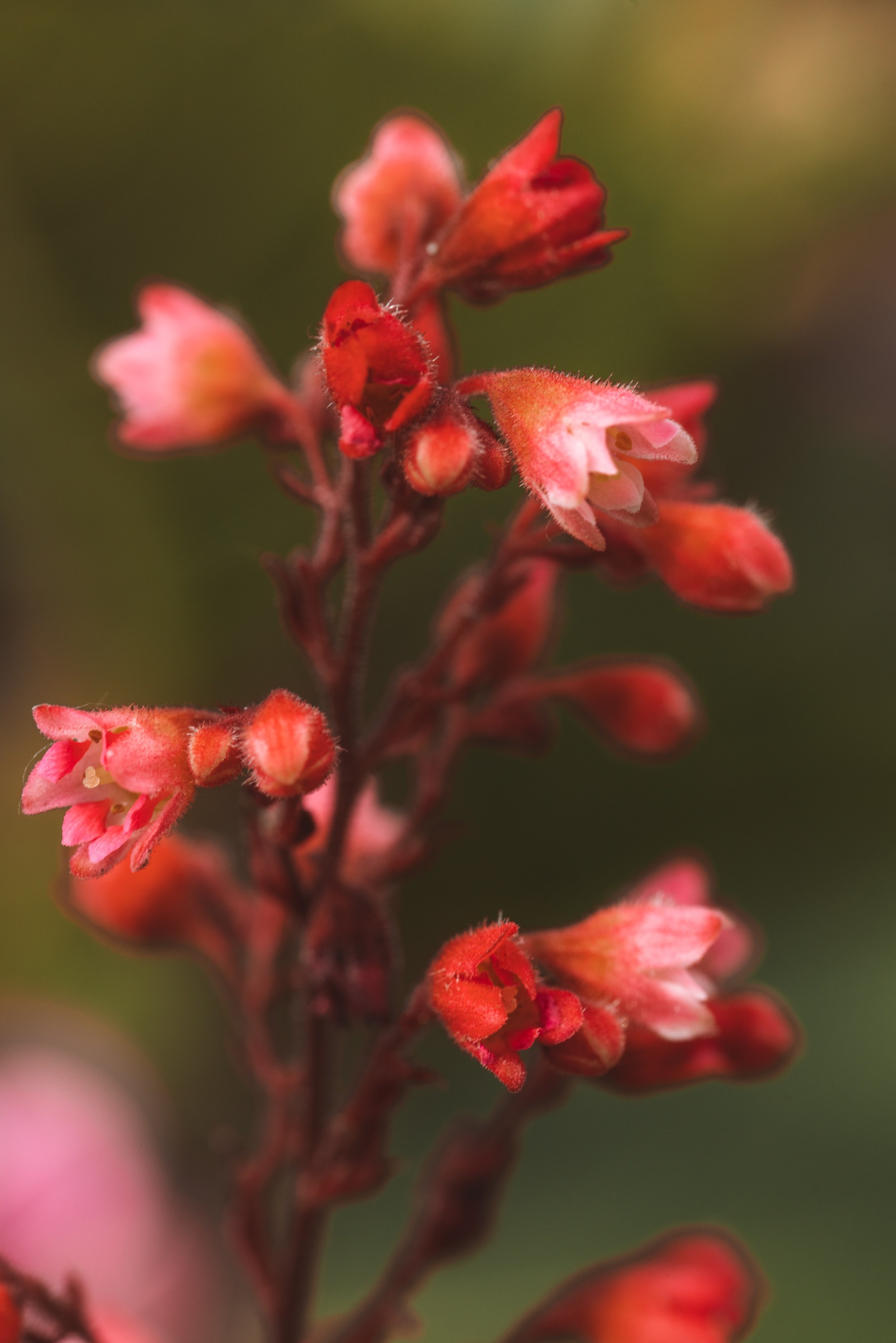 Macro. Фотограф на Юге России