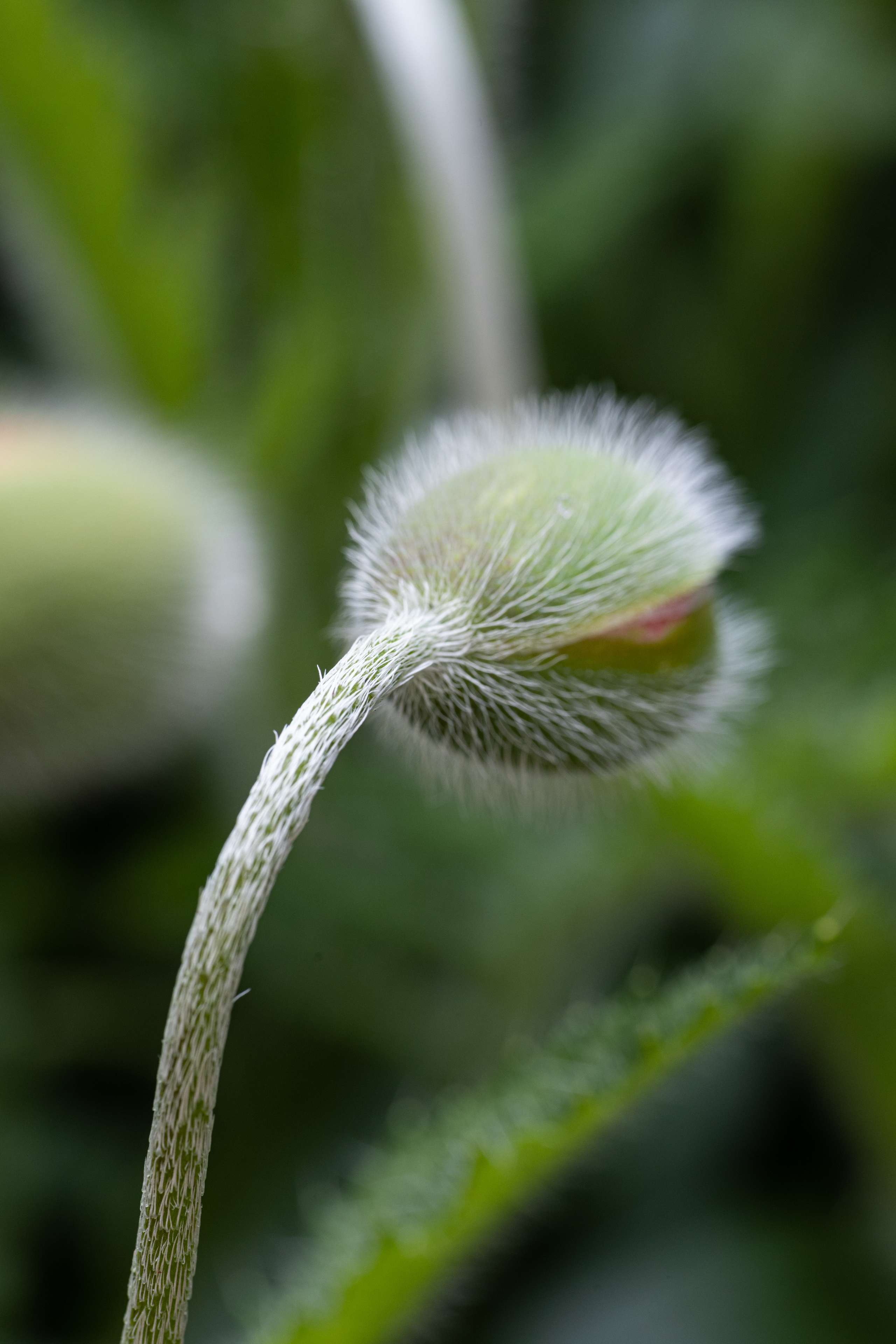 Macro. Фотограф на Юге России