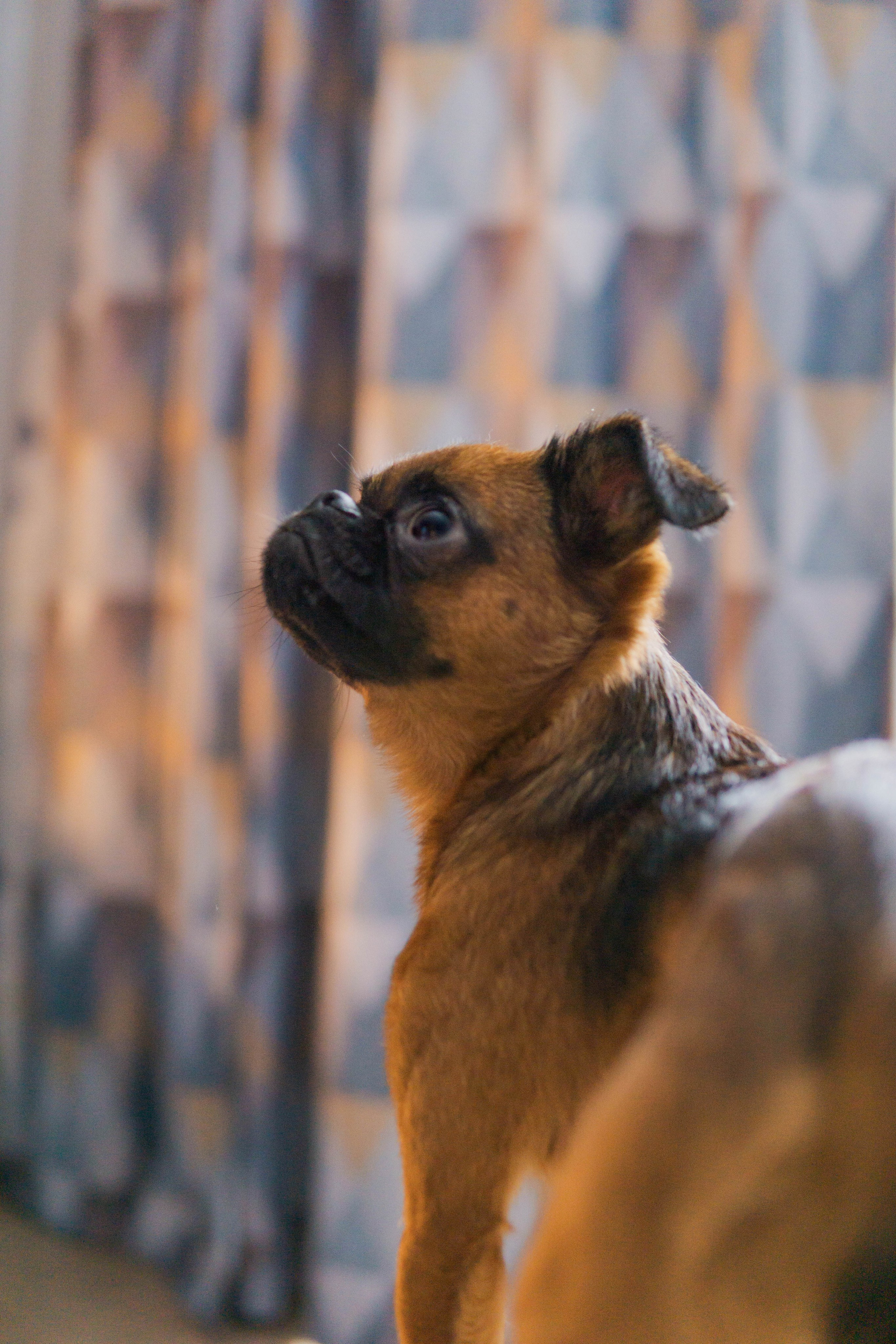 Надя и Ефим. Фотограф-анималист Ксения Воробьева, Москва