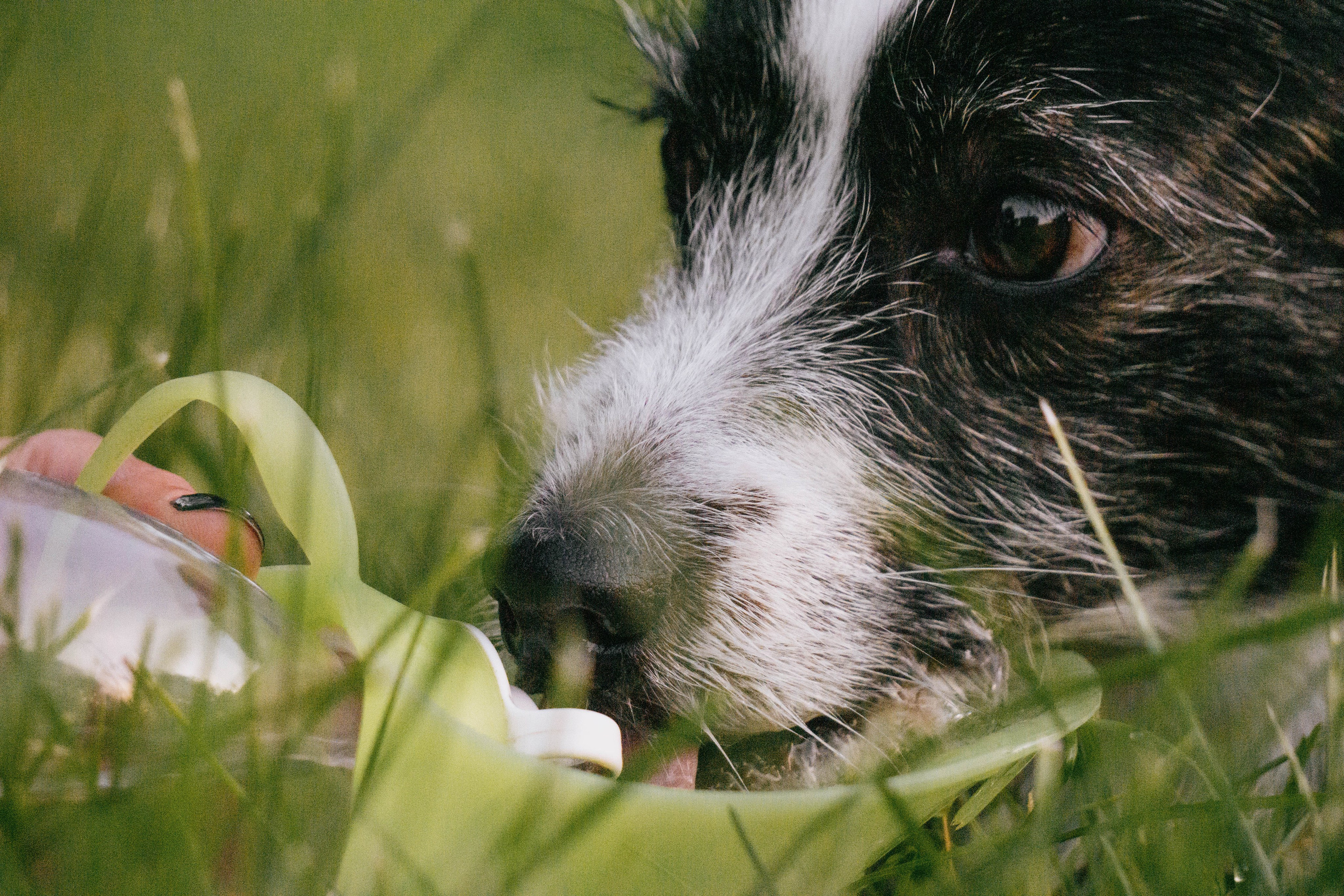 Даша и Тюбик. Фотограф-анималист Ксения Воробьева, Москва