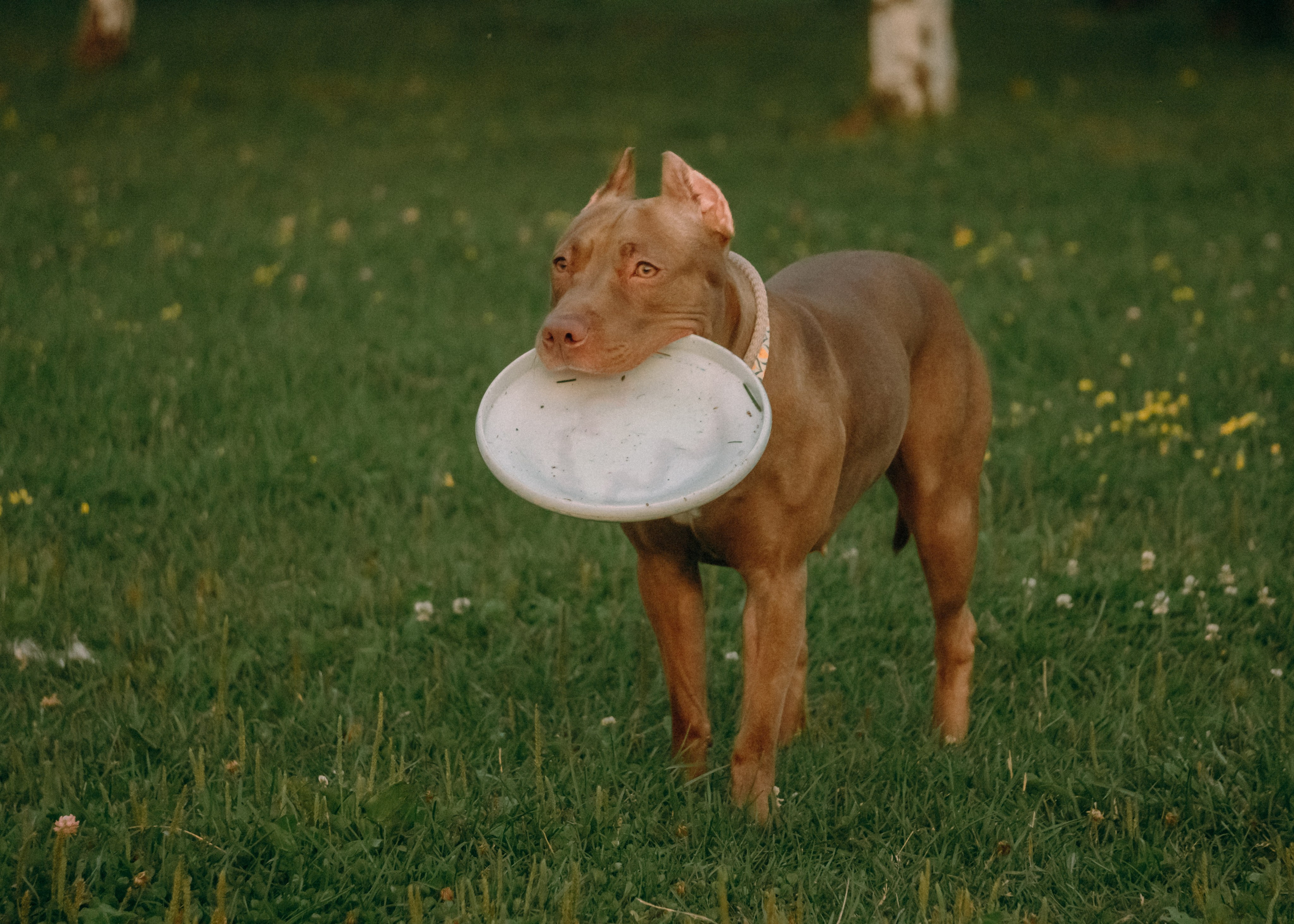 Виолетта, Лила и Питер. Фотограф-анималист Ксения Воробьева, Москва