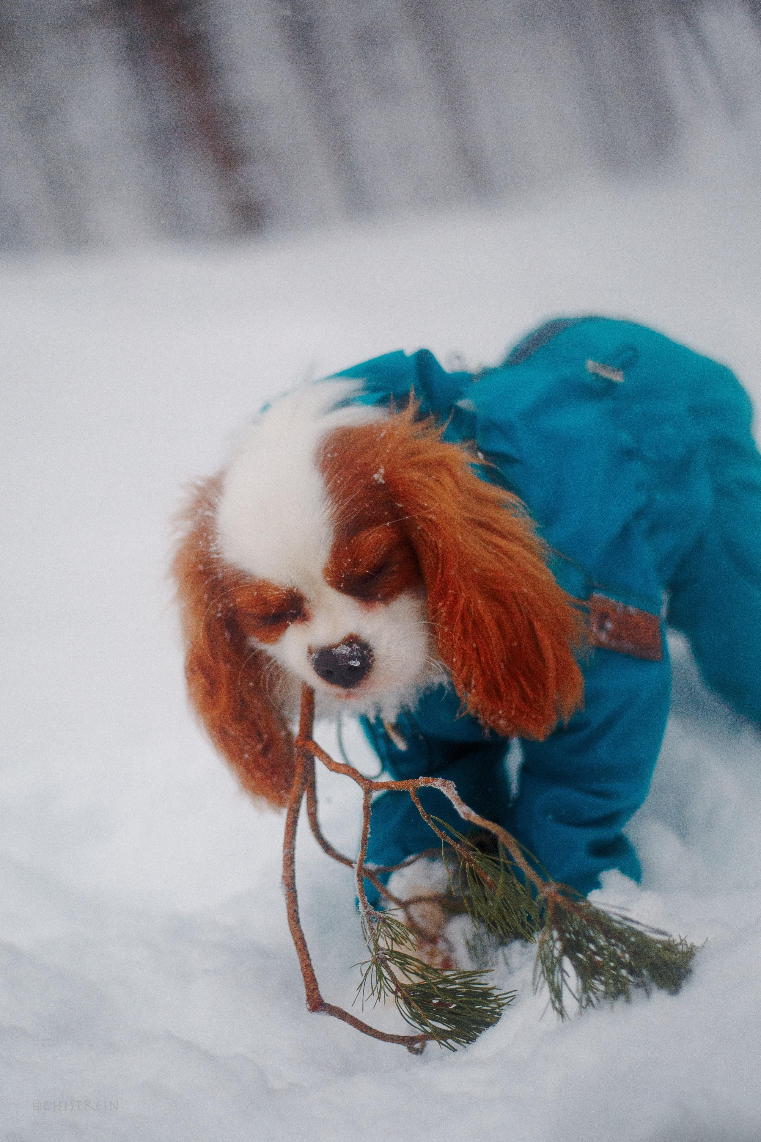 Внезапно апрельская зима. Фотограф-анималист Наталия Чистюхина в г. Сосновый Бор и ЛО