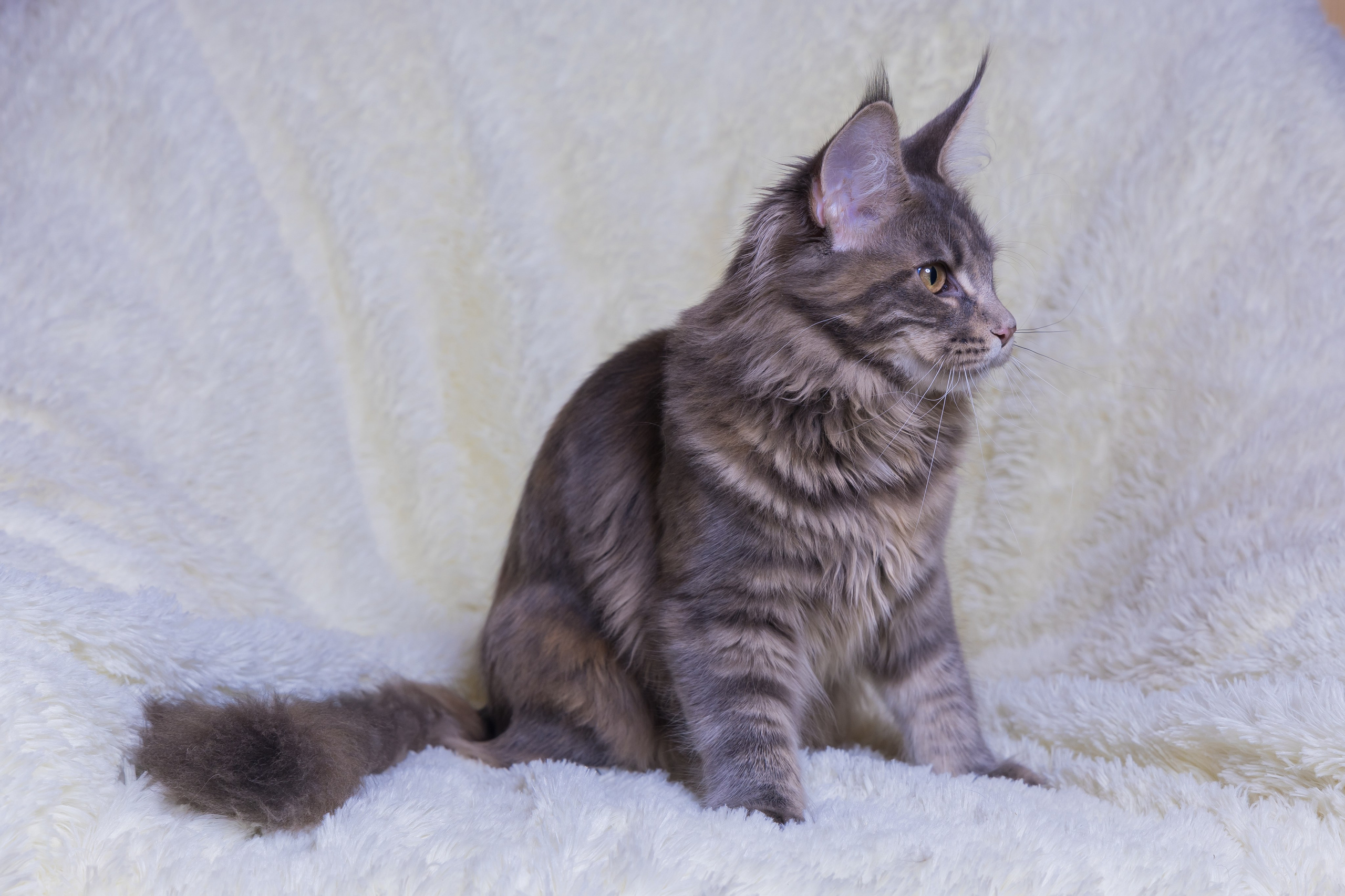 Котики. Photomantis