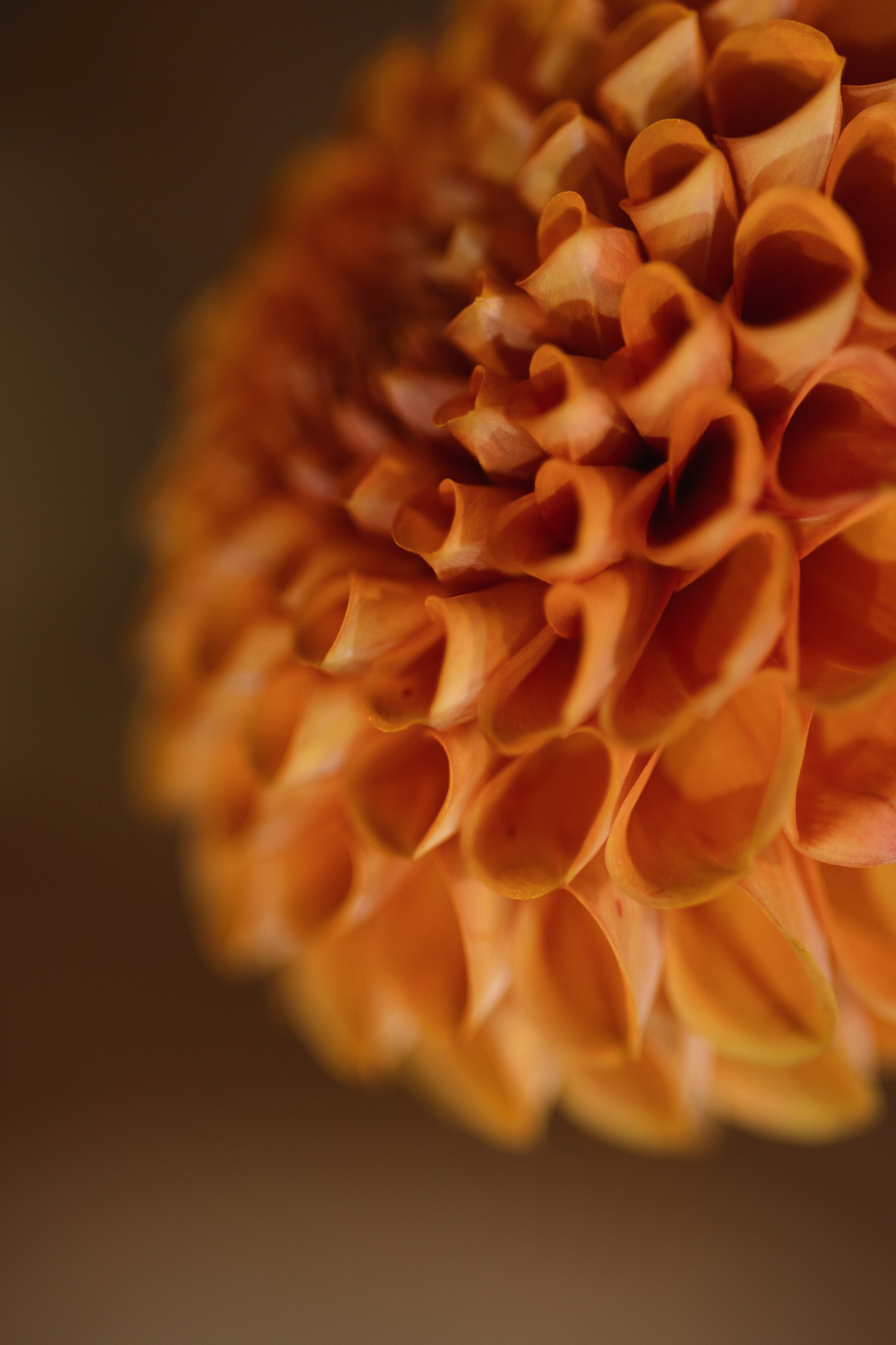 P&V. Свадебный фотограф Лиза Макатович Беларусь Минск