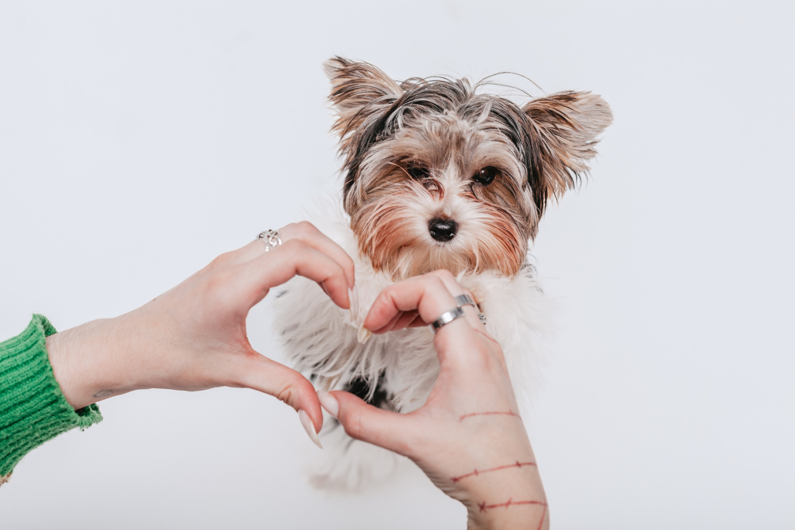 Студия близняшки. Фотограф-анималист Татьяна Степанова