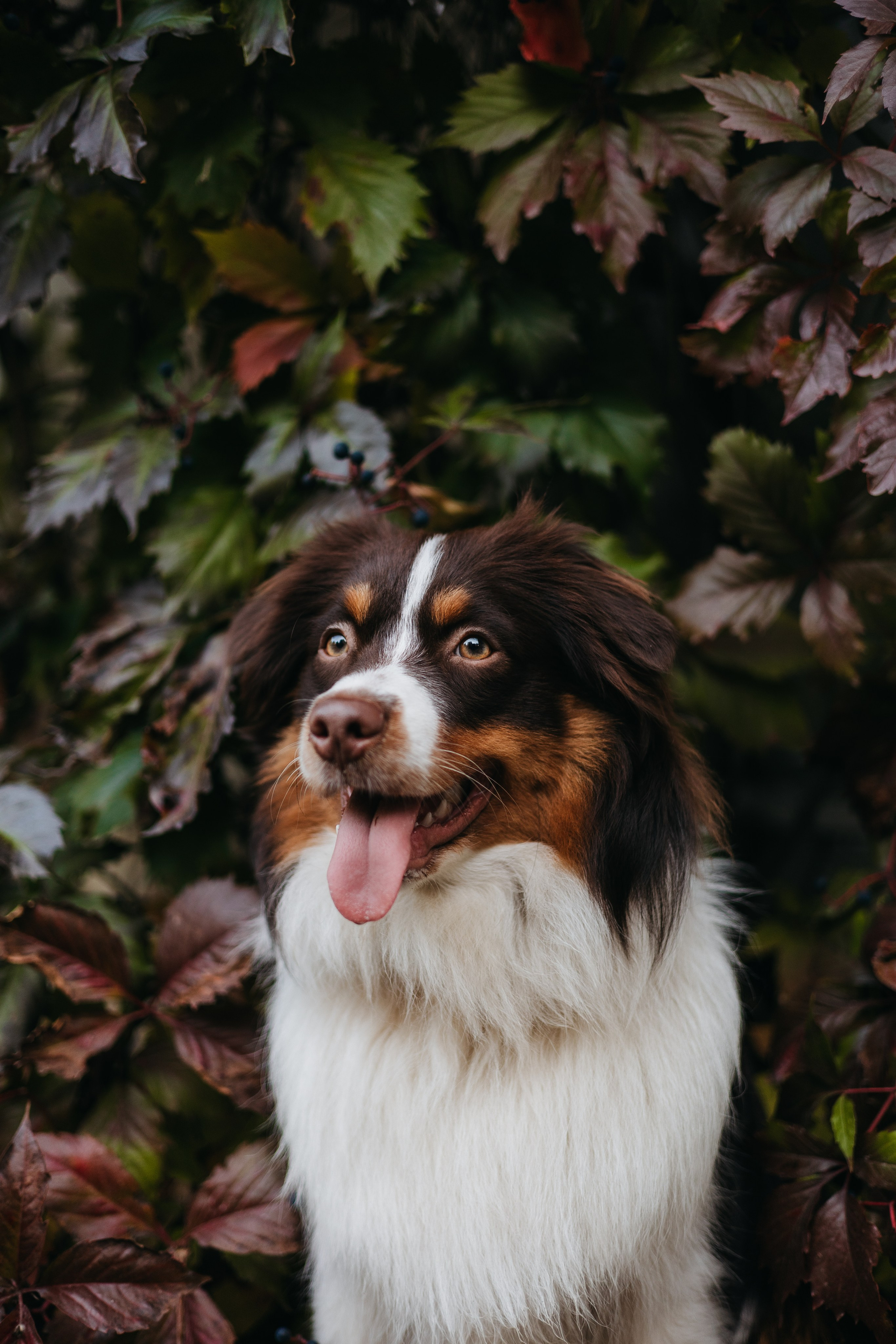 Маффин. Фотограф животных Евгения Верцинская