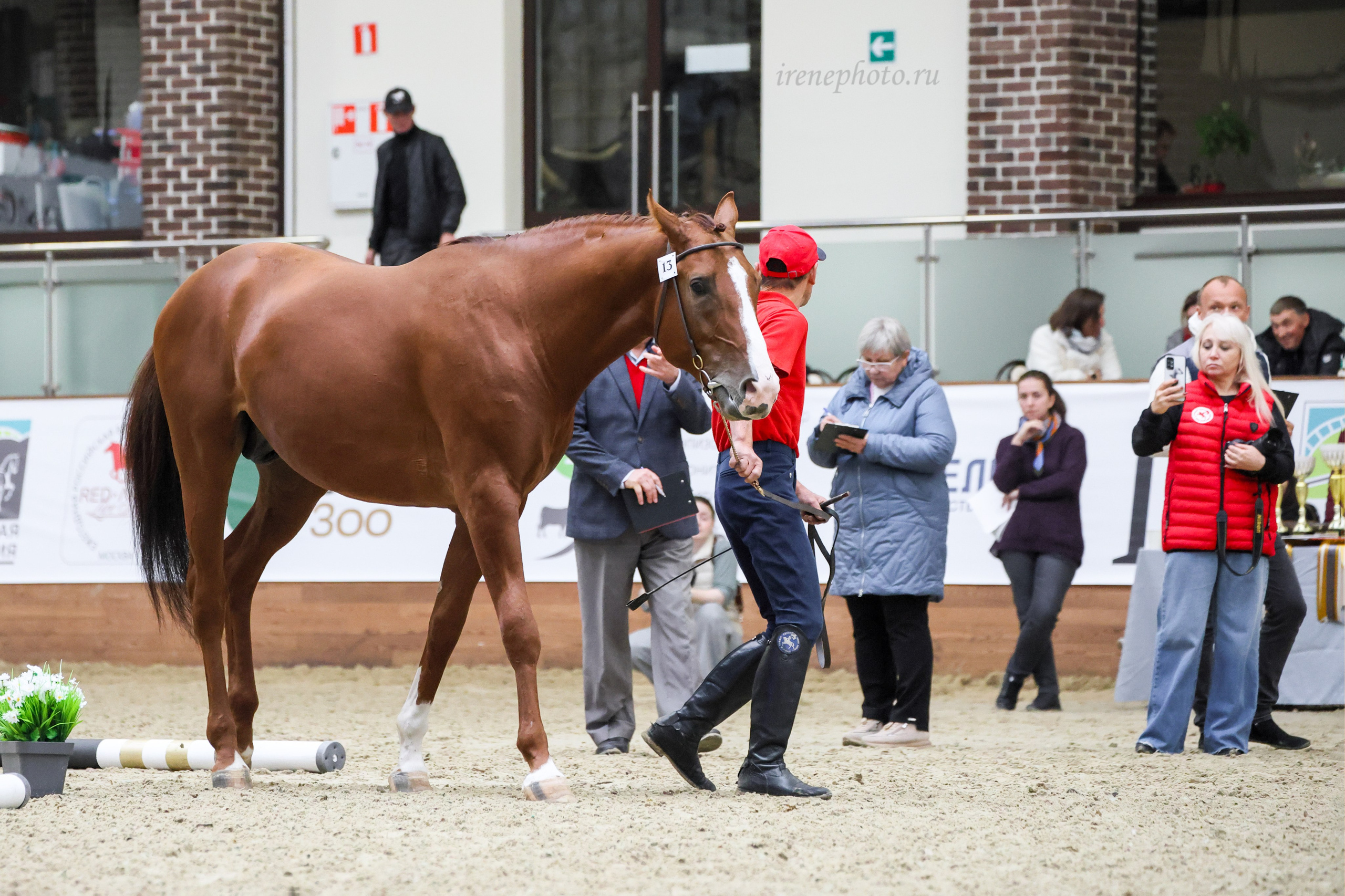 Конная Россия 2024 Оценка двигательных качеств. Irenephoto.ru