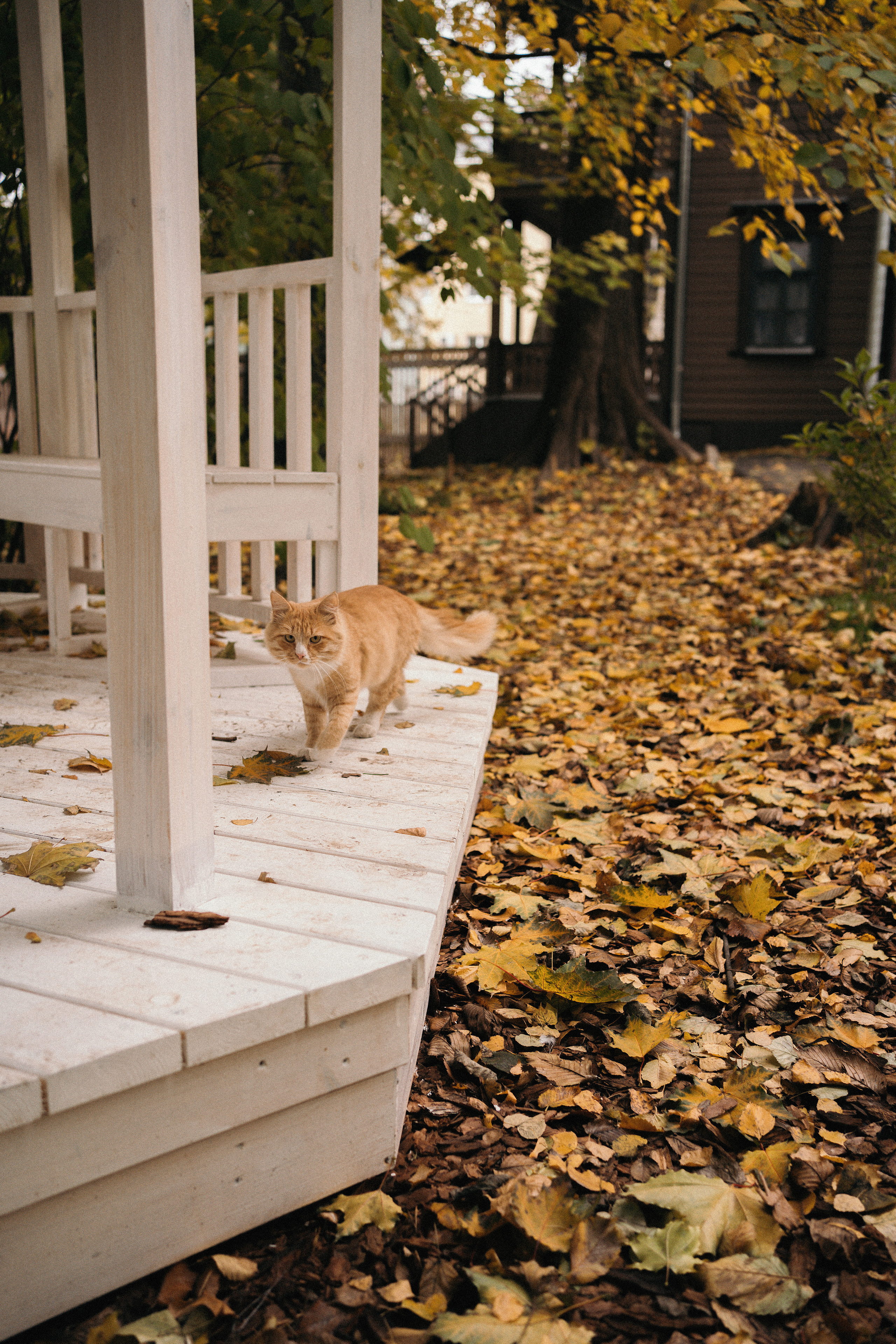 Коля и Влада. Главная